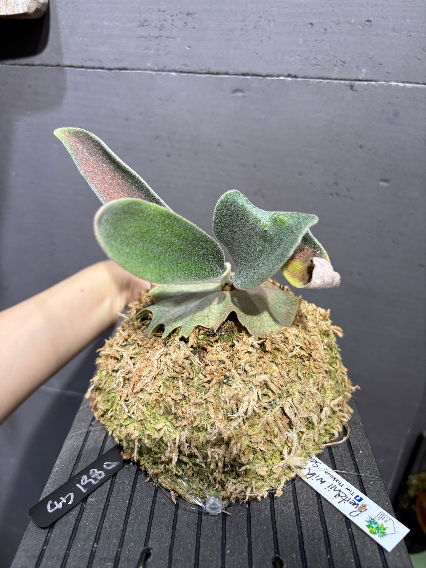 P. Veitchii wild #2 Mr. Arden Selet spore