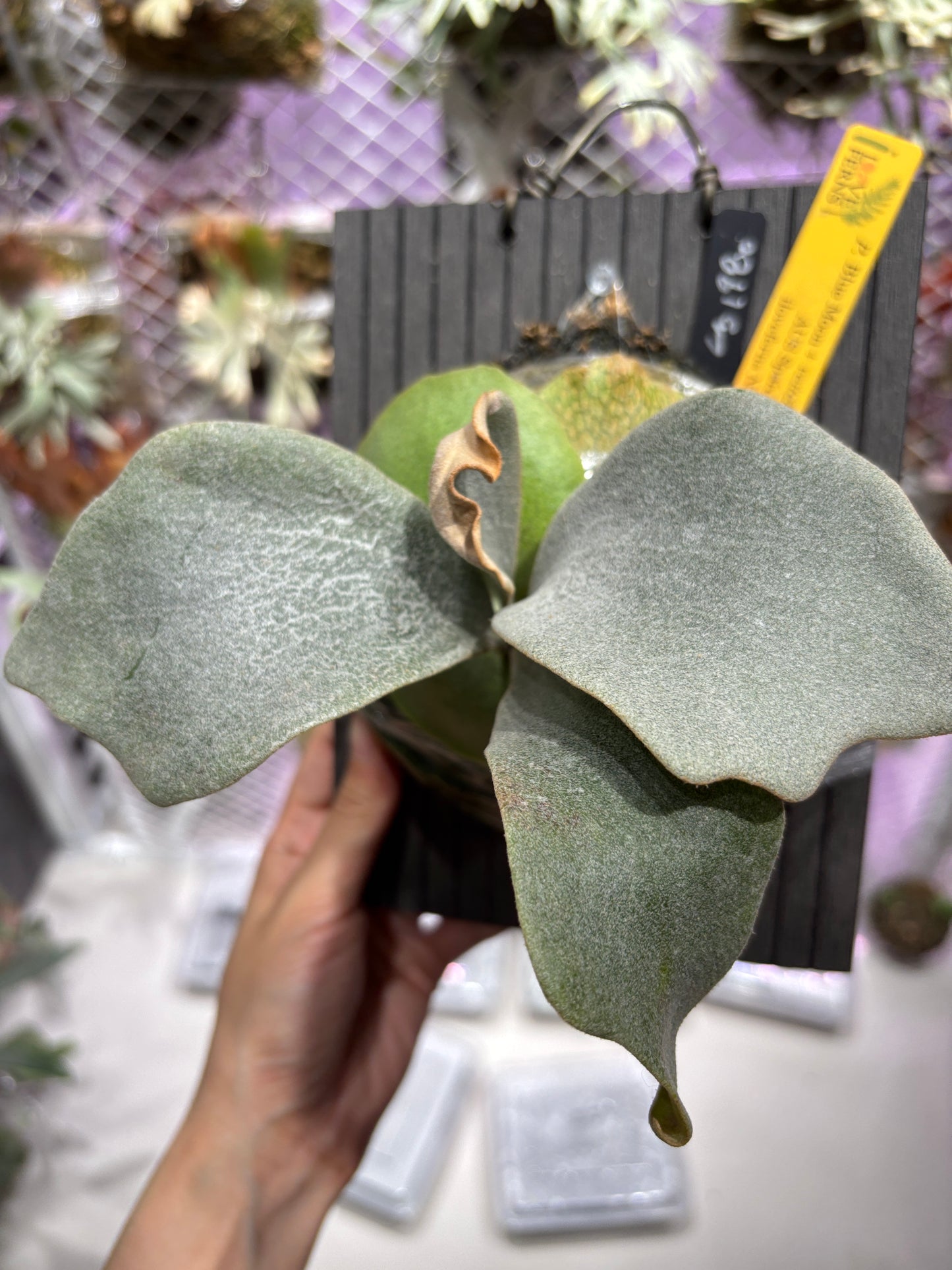 P. Blue Moon x veitchii High Finger AUS Sporelings