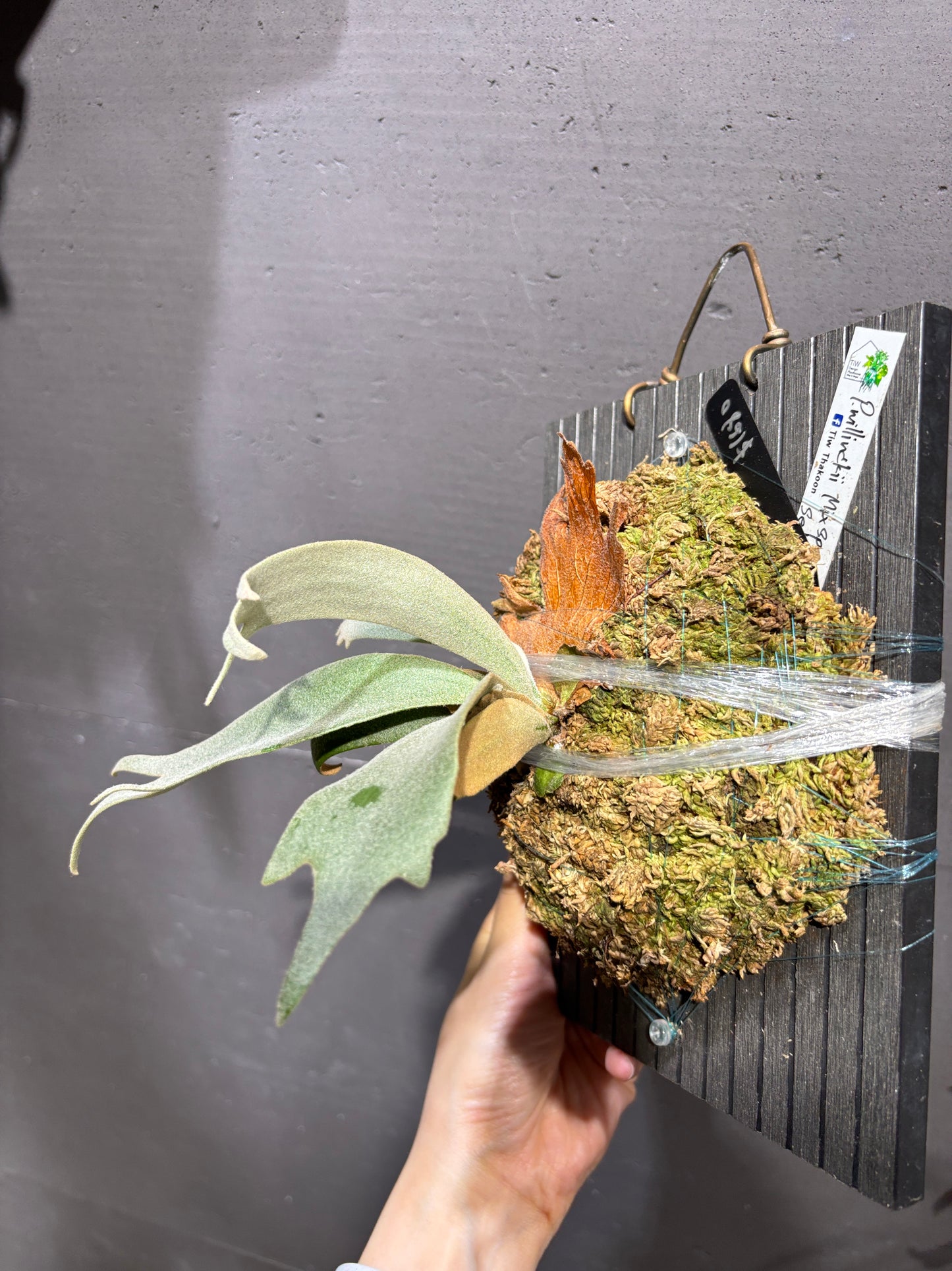 P. Willinckii Mix Spore (Aplus Wild Cat Select Epplay)
