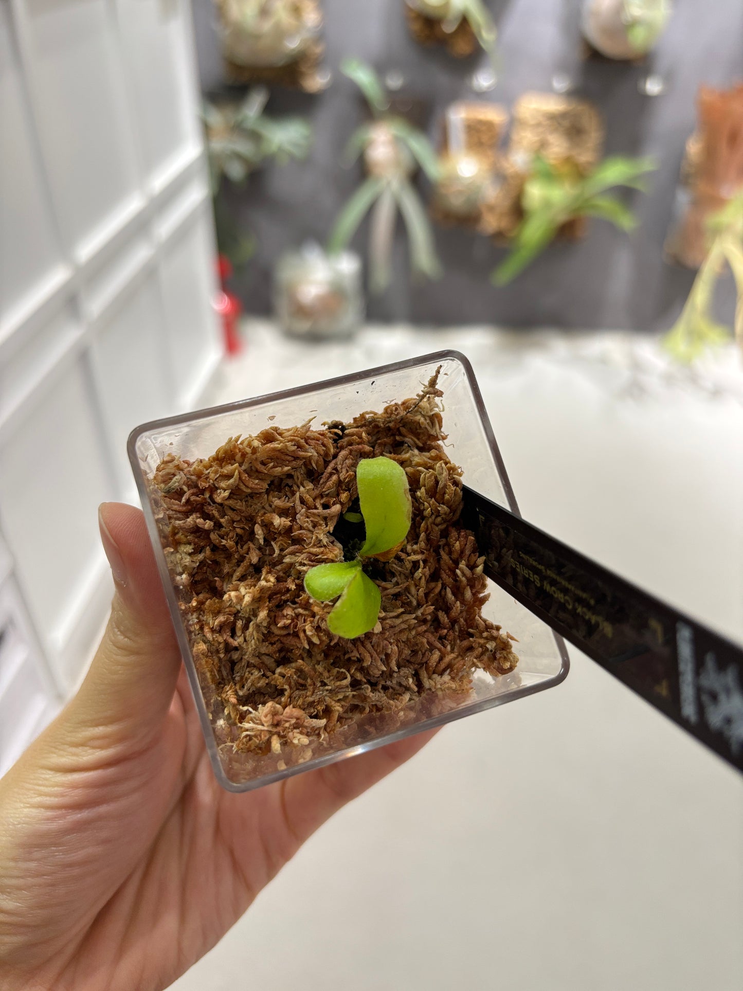 香港本土孢子苗 Black Crow Series Plantxperience Sporeling