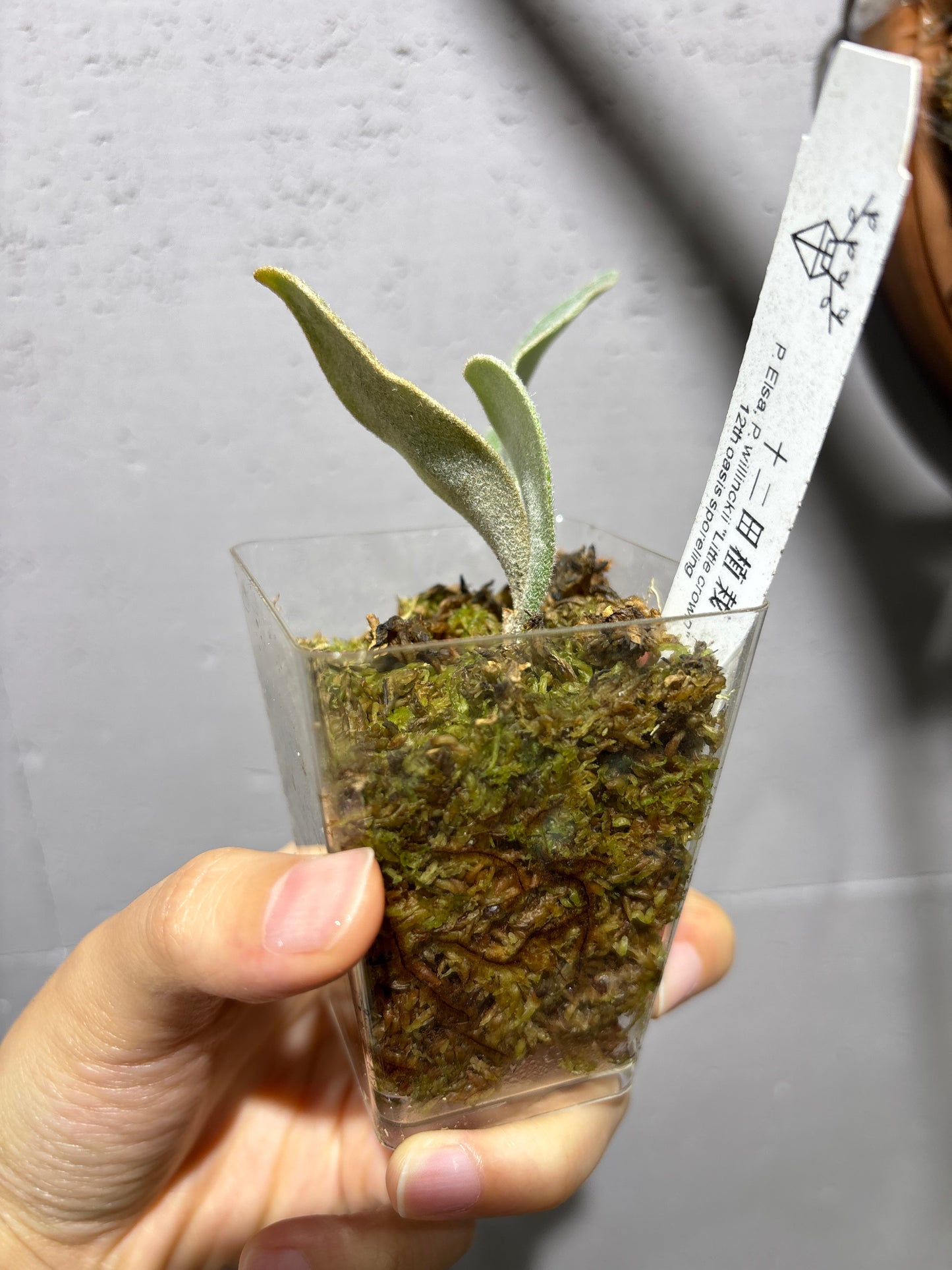 十二田孢子苗 P. Elsa, P.willinckii “Little crown” 12th oasis sporeling