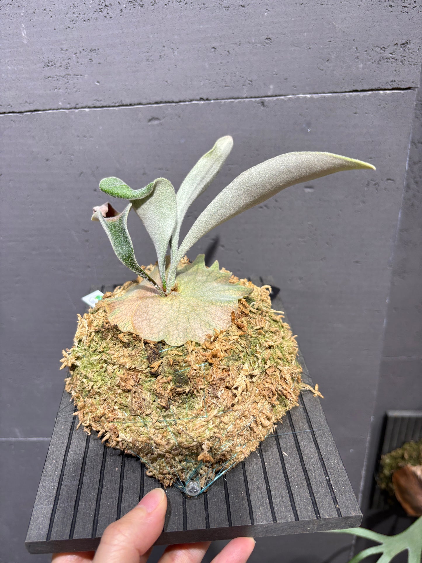 P. Veitchii wild #2 Mr. Arden Selet spore
