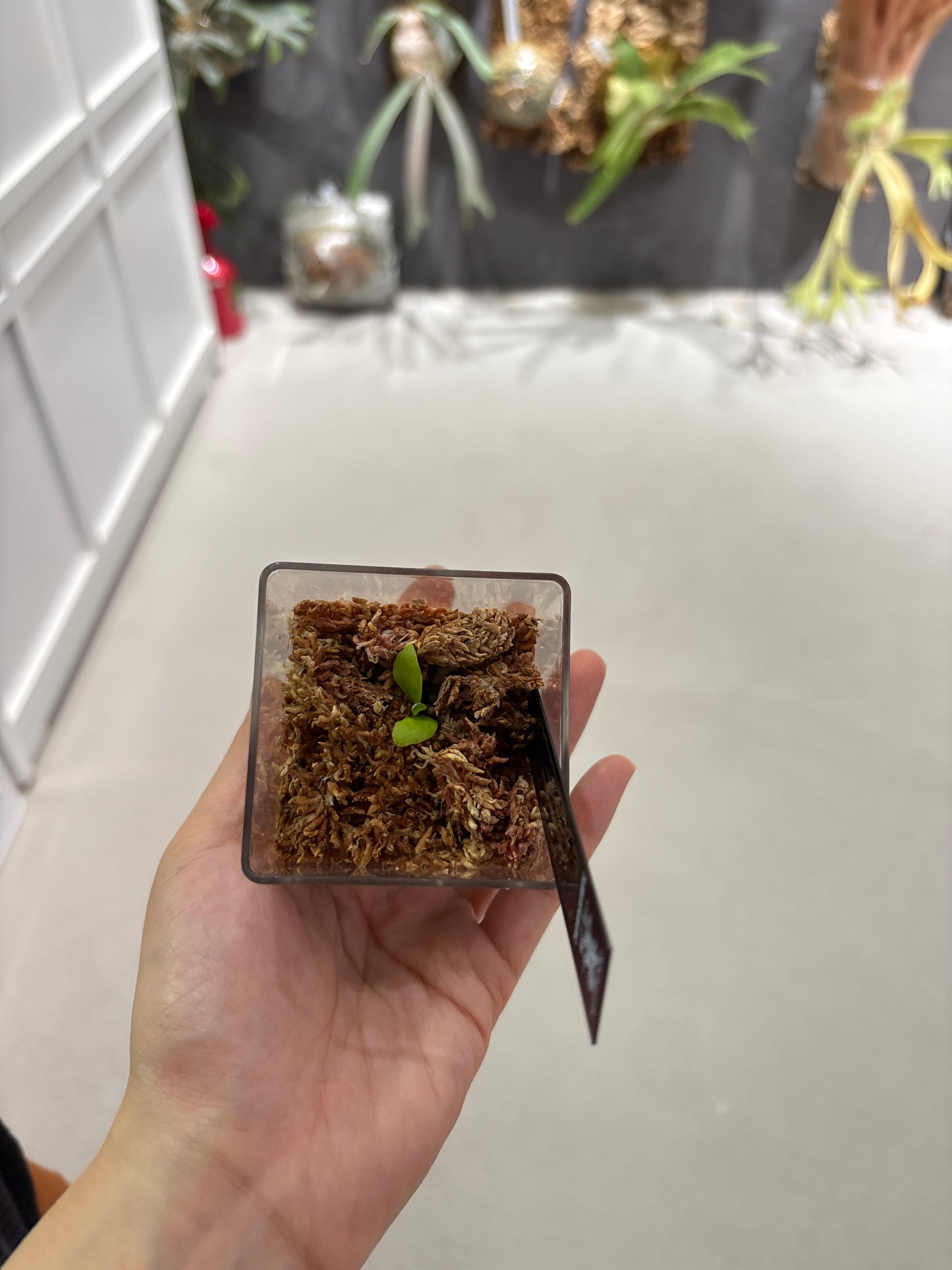 香港本土孢子苗 Black Crow Series Plantxperience Sporeling