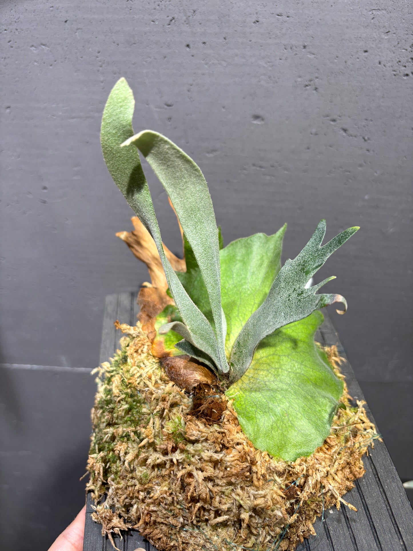 波哥蘇丹鹿角蕨 P. willinckii Bogor Mr. Suddan (Sporeling)