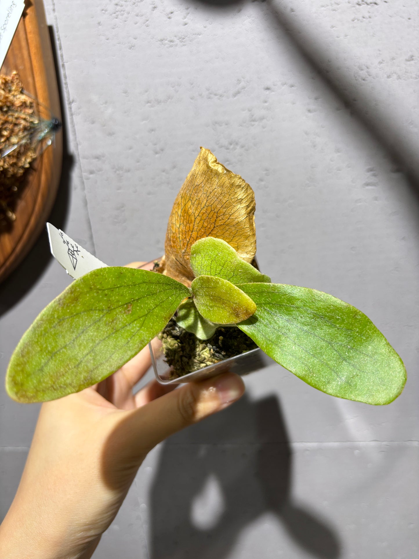 十二田孢子苗 P.willinckii “Tsukiyo”, P. Griffin 12th oasis sporeling