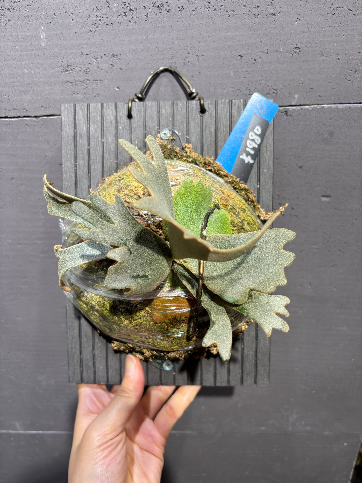 P.willinckii Nano sporeling