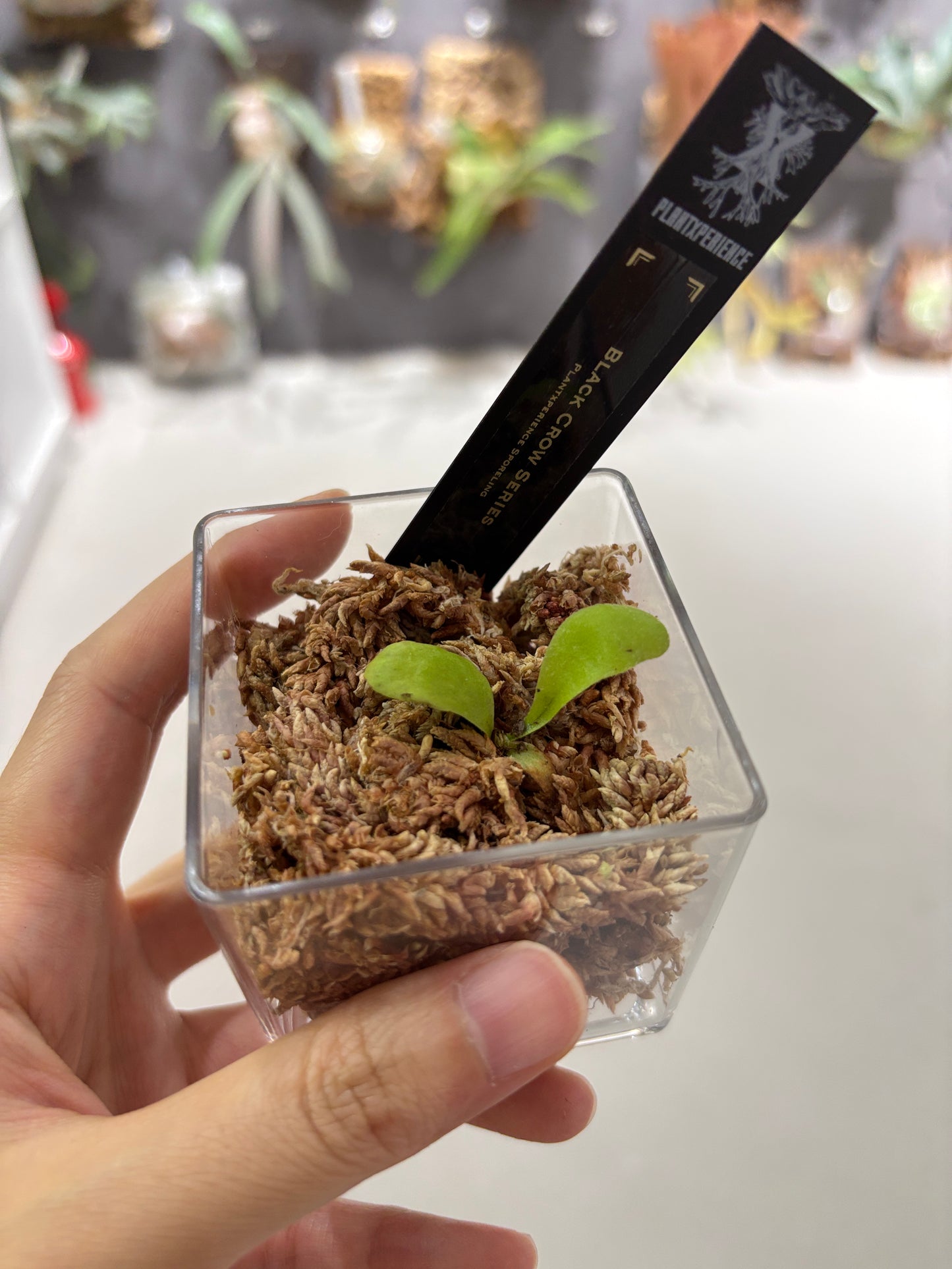 香港本土孢子苗 Black Crow Series Plantxperience Sporeling
