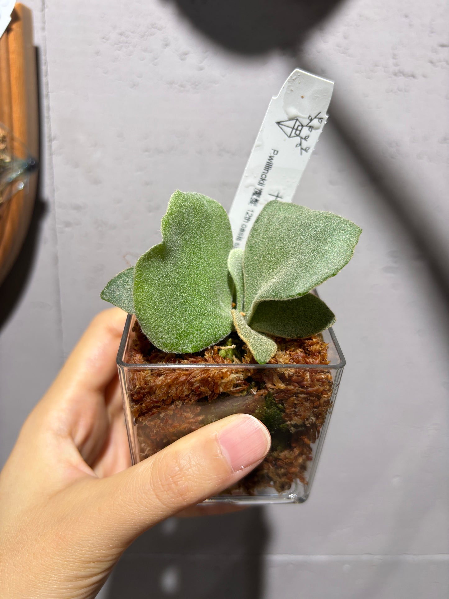 十二田孢子苗 P.willinckii ‘魔髮’