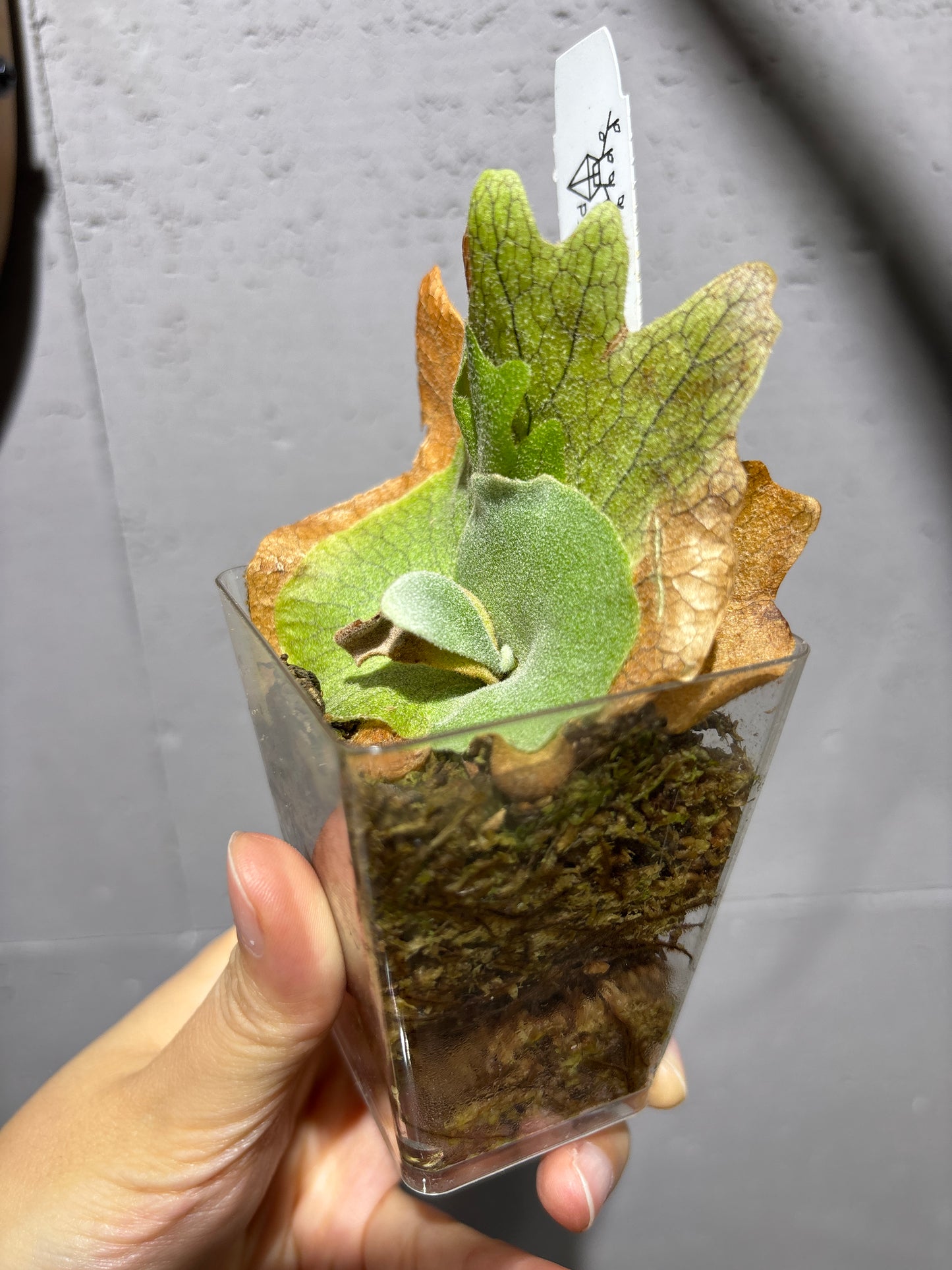 十二田孢子苗 P.willinckii “Tsukiyo” 12th oasis sporeling