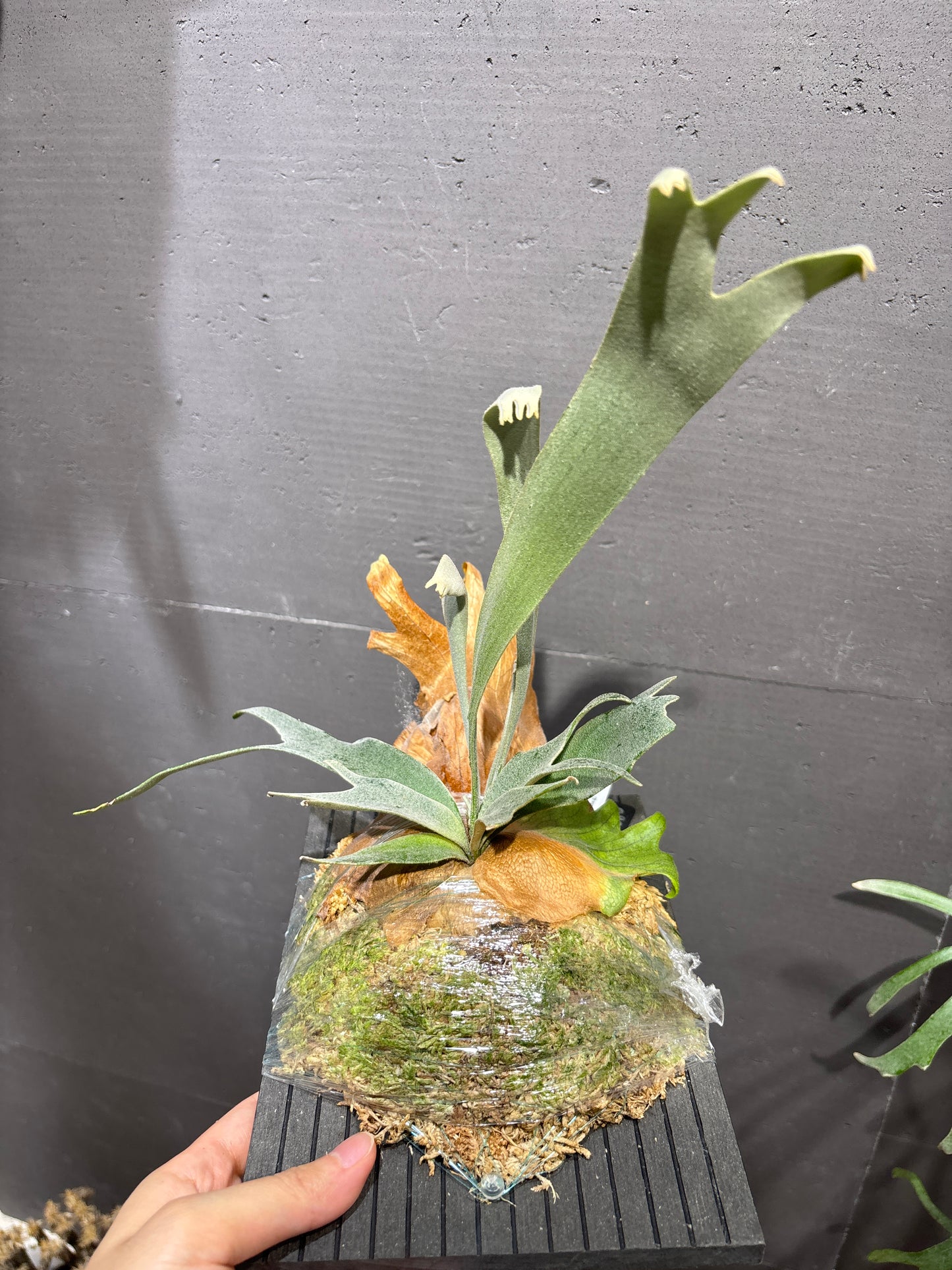 波哥蘇丹鹿角蕨 P. willinckii Bogor Mr. Suddan (sporeling)