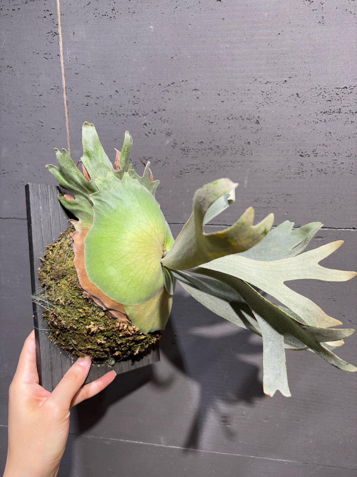 P. willinckii x P. Lemoinei (JR) sporeling