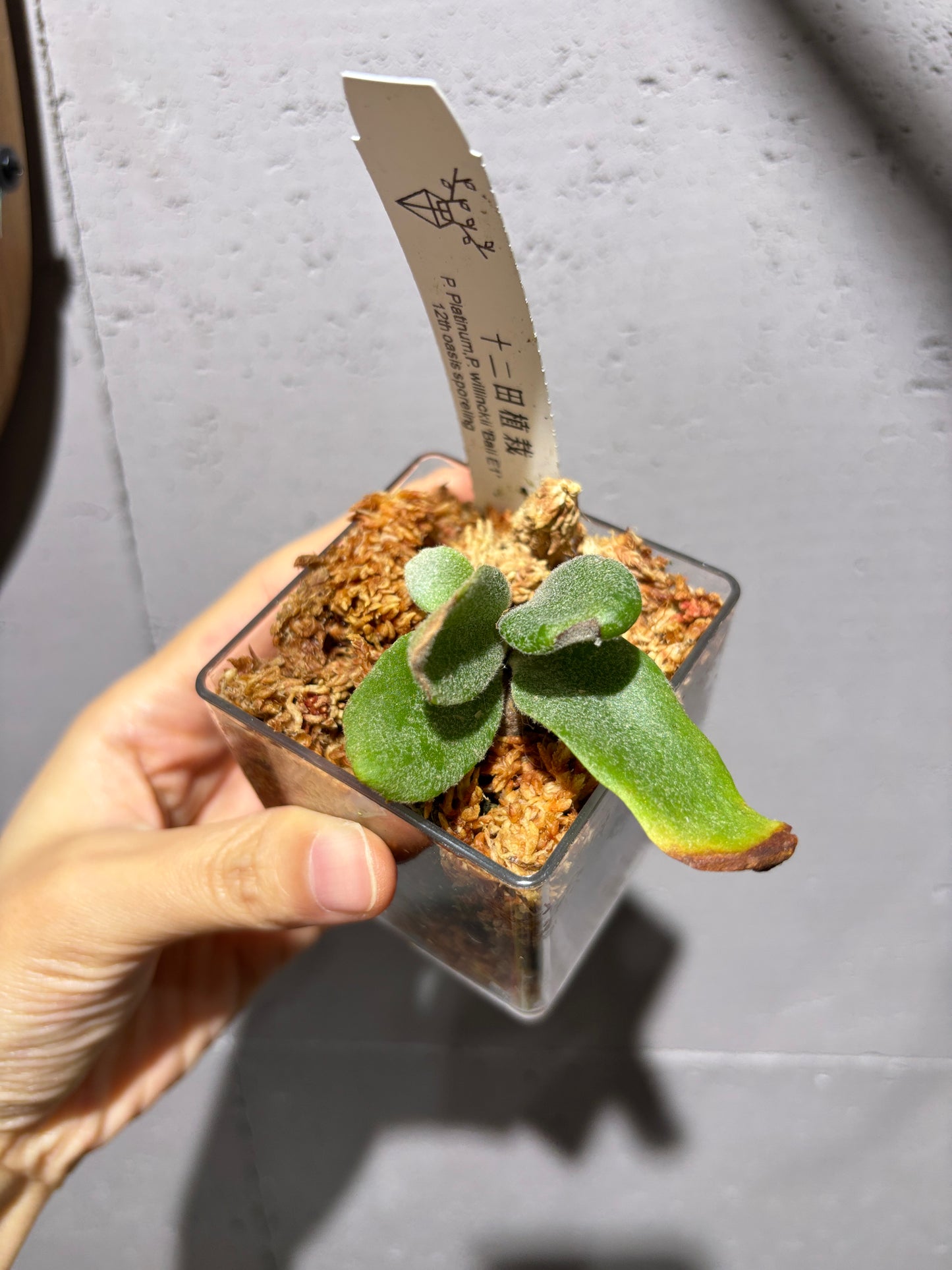 十二田孢子苗 P. Platinum, P.willinckii ‘Bali E1’ 12th oasis sporeling