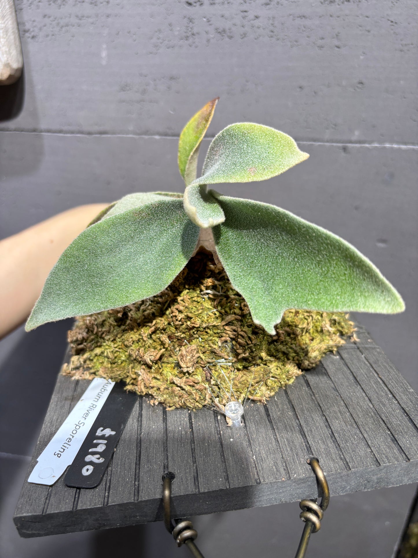 P. Veitchii cv. Auburn River sporeling