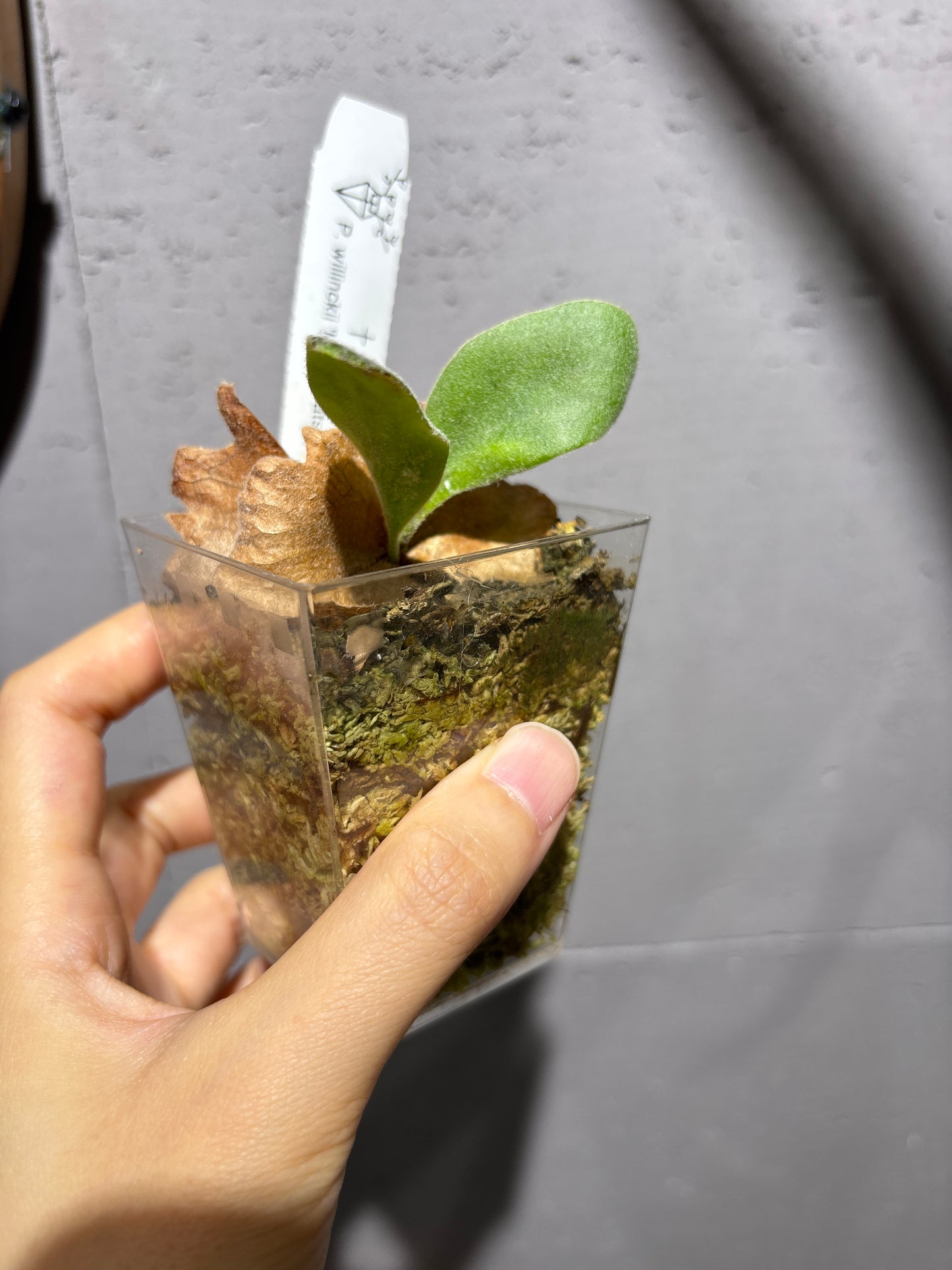 十二田孢子苗 P.willinckii ‘Miami Tatsuta’ sporeling