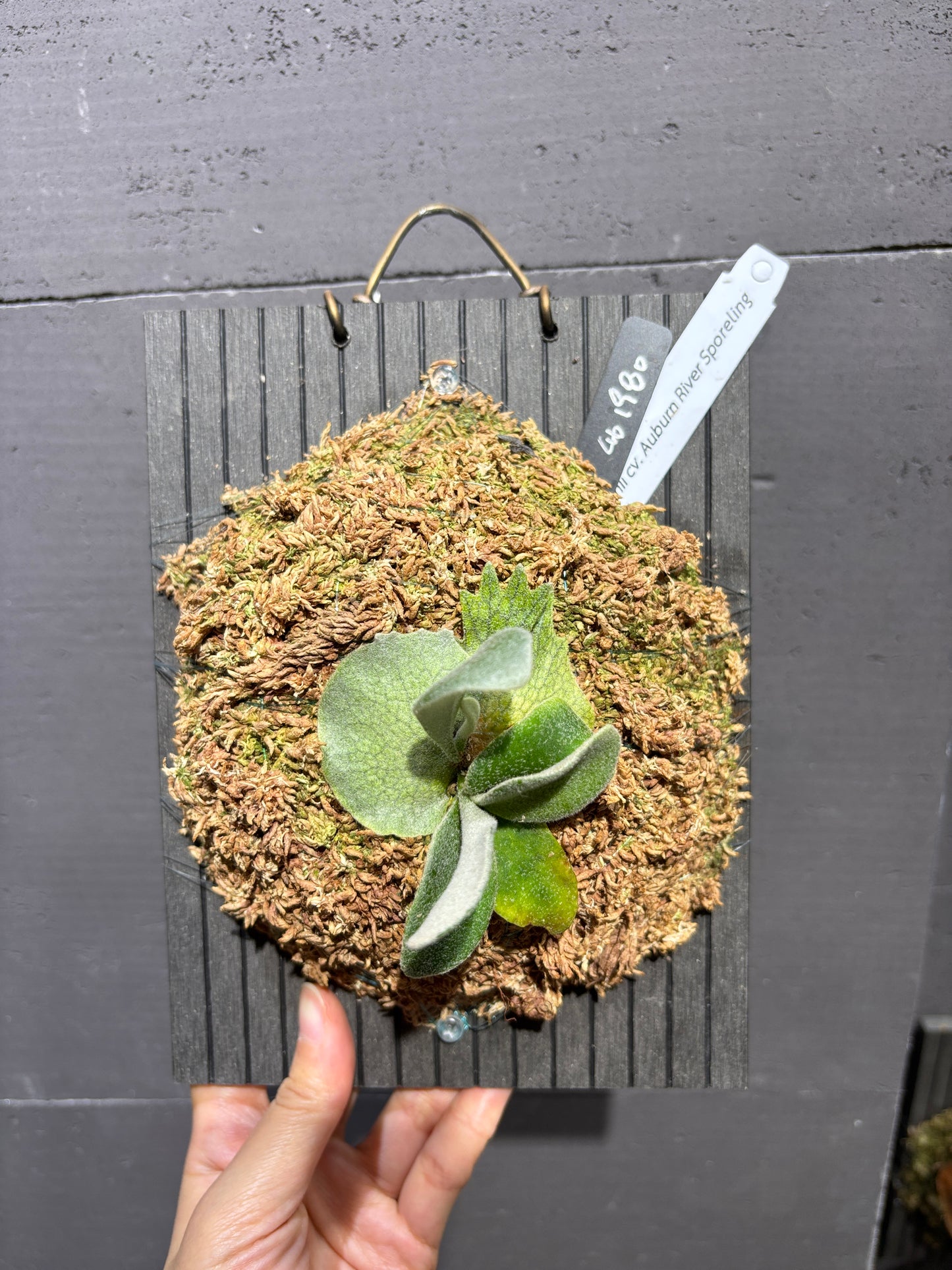 P. Veitchii cv. Auburn River sporeling