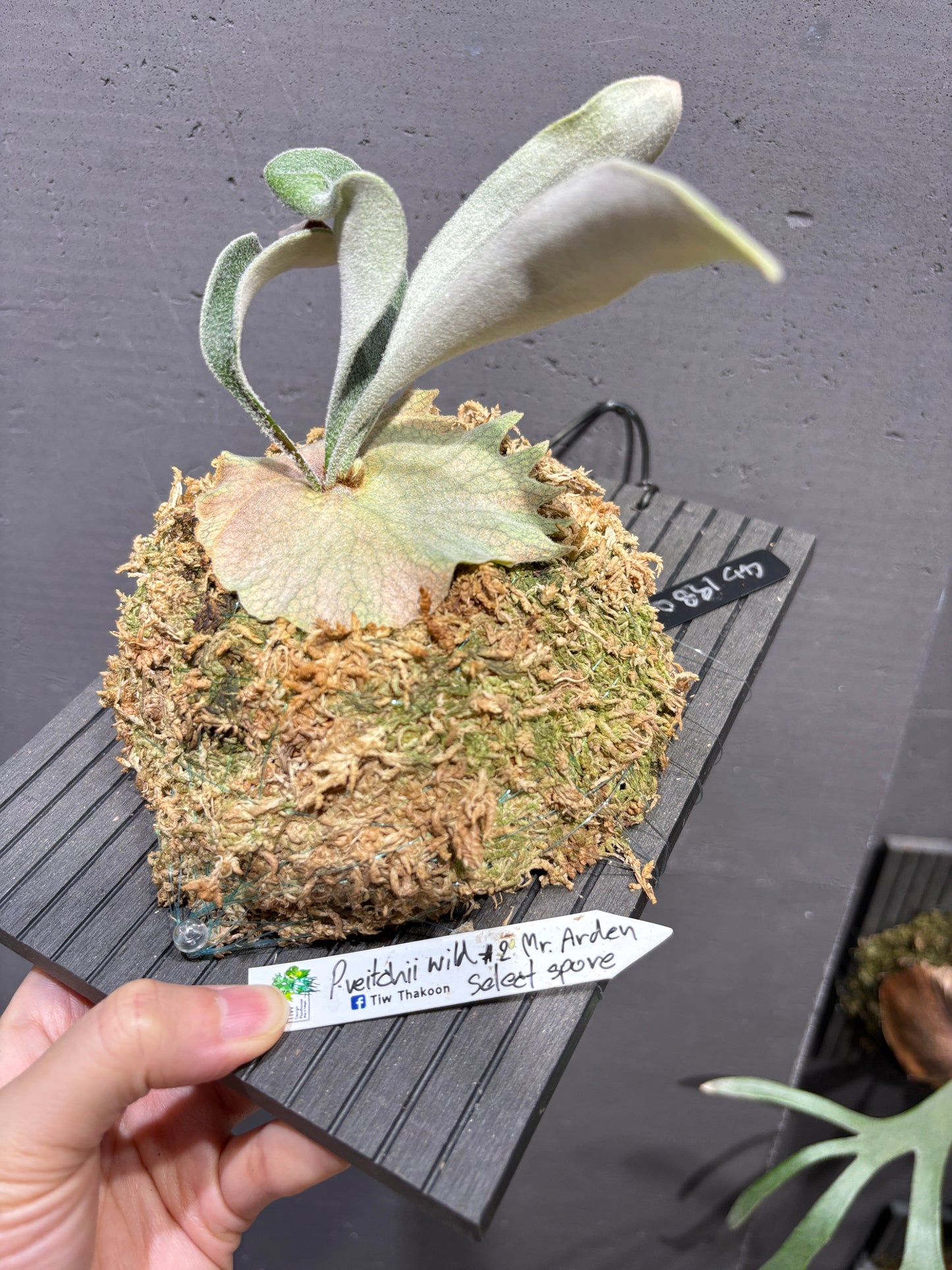 P. Veitchii wild #2 Mr. Arden Selet spore