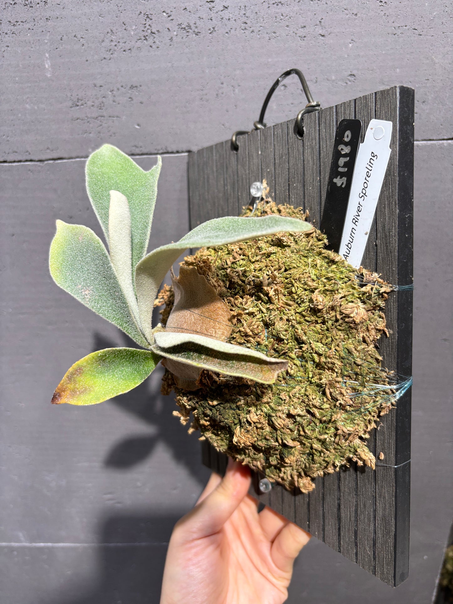 P. Veitchii cv. Auburn River sporeling