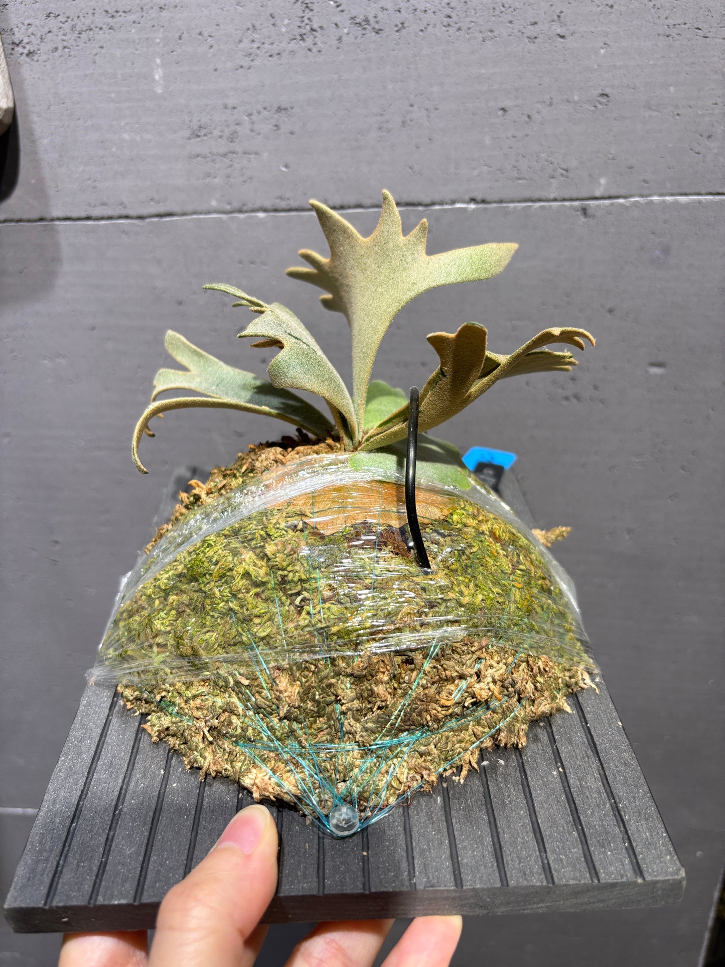 P.willinckii Nano sporeling
