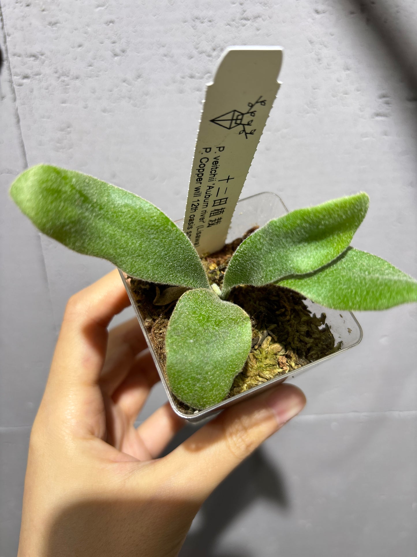 十二田孢子苗 P. veitchii ‘Auburn river’ (Lisawa), P.Copper will 12th oasis sporeling