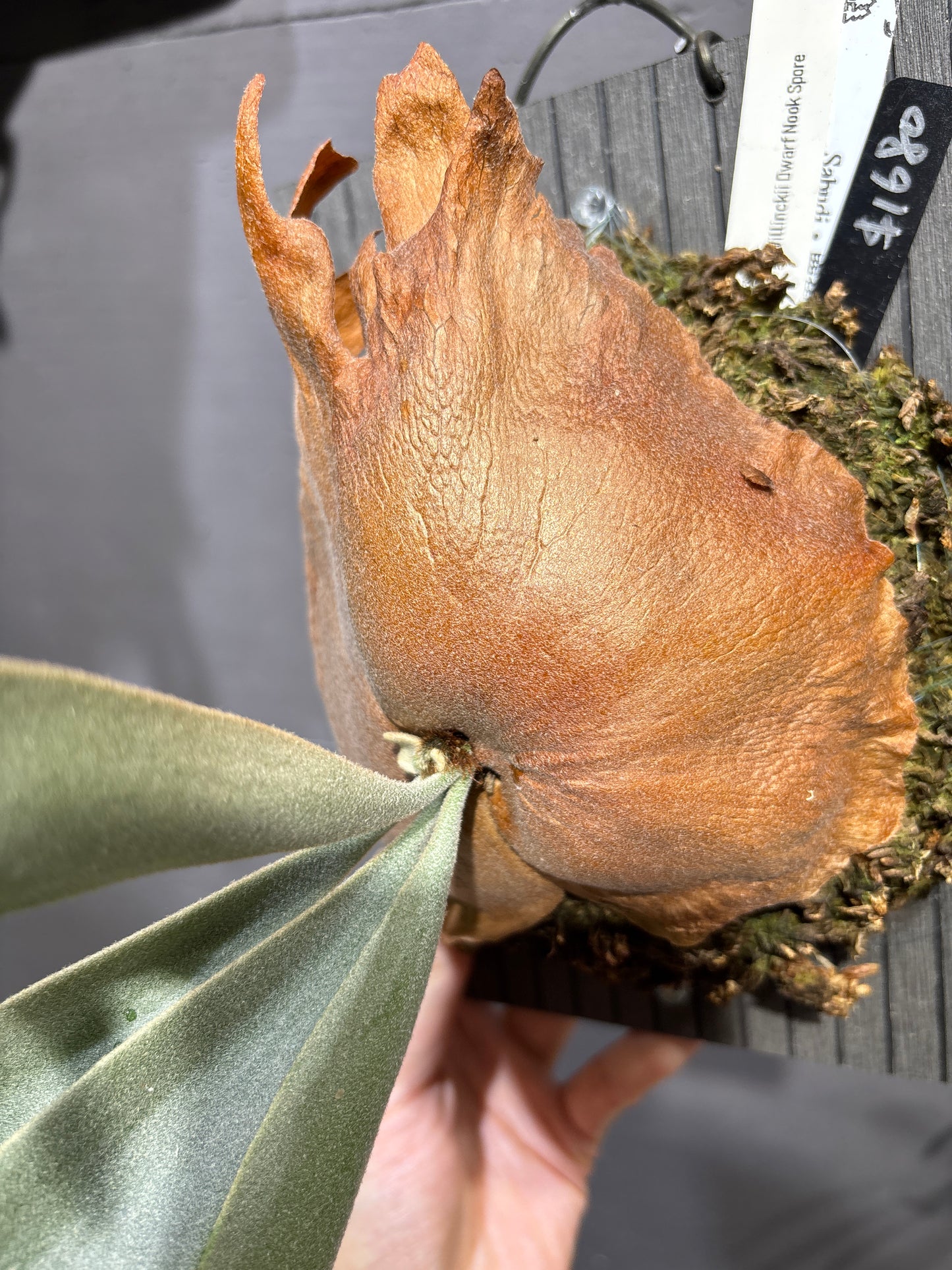 爪哇鹿角蕨 P. willinckii Dwarf Nook spore