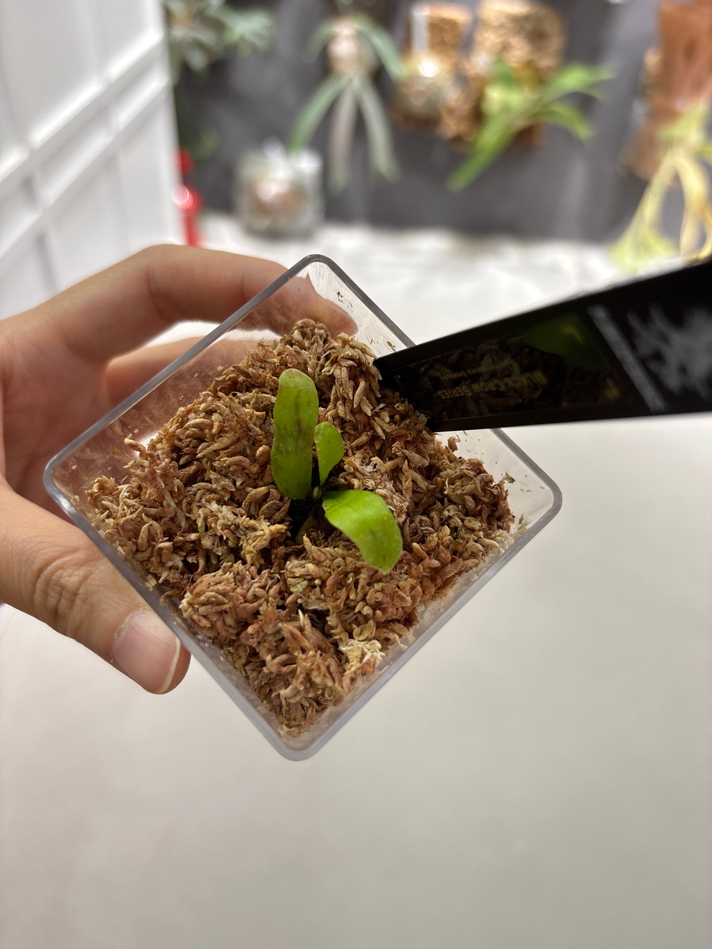香港本土孢子苗 Black Crow Series Plantxperience Sporeling