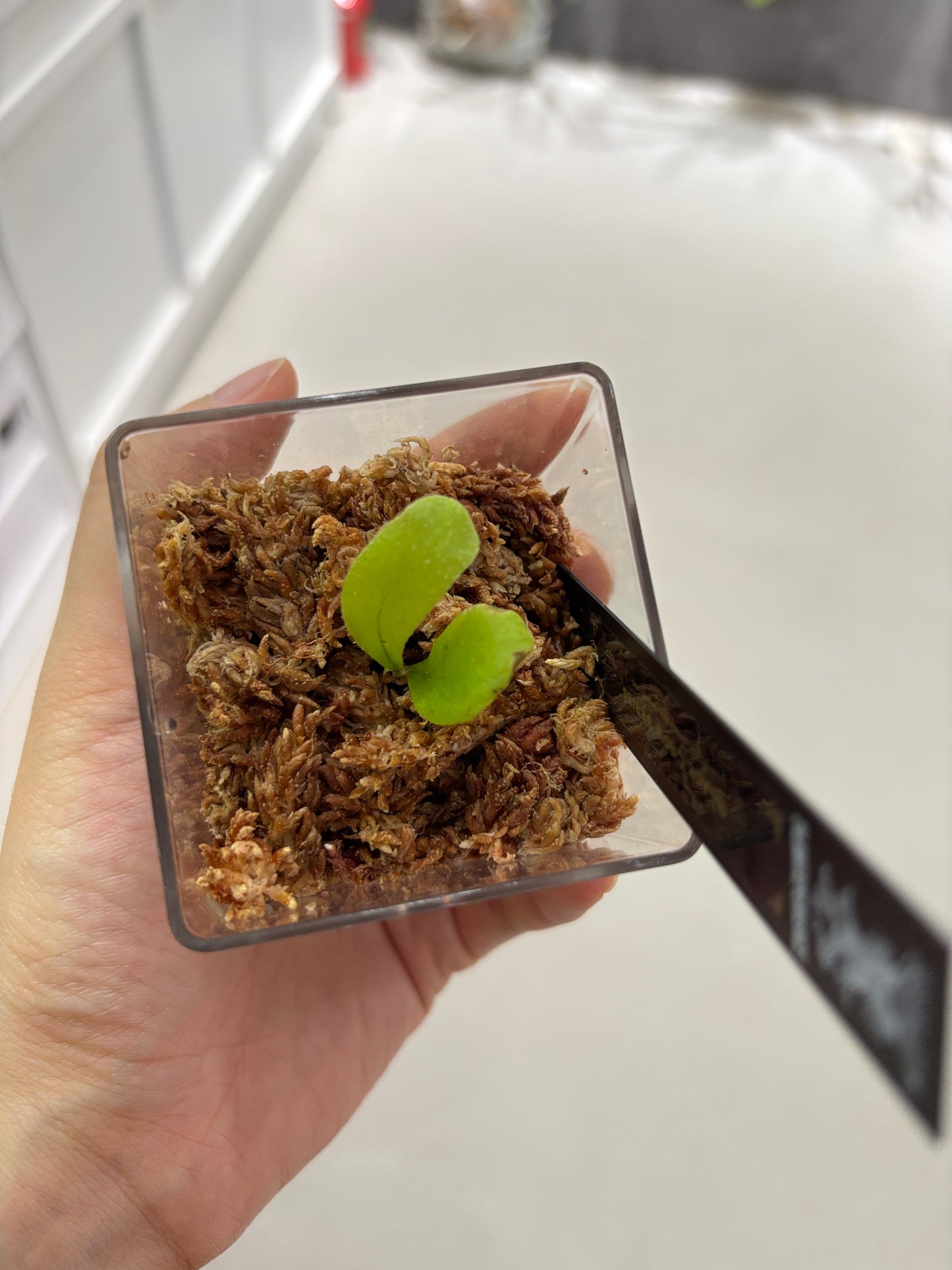 香港本土孢子苗 Black Crow Series Plantxperience Sporeling
