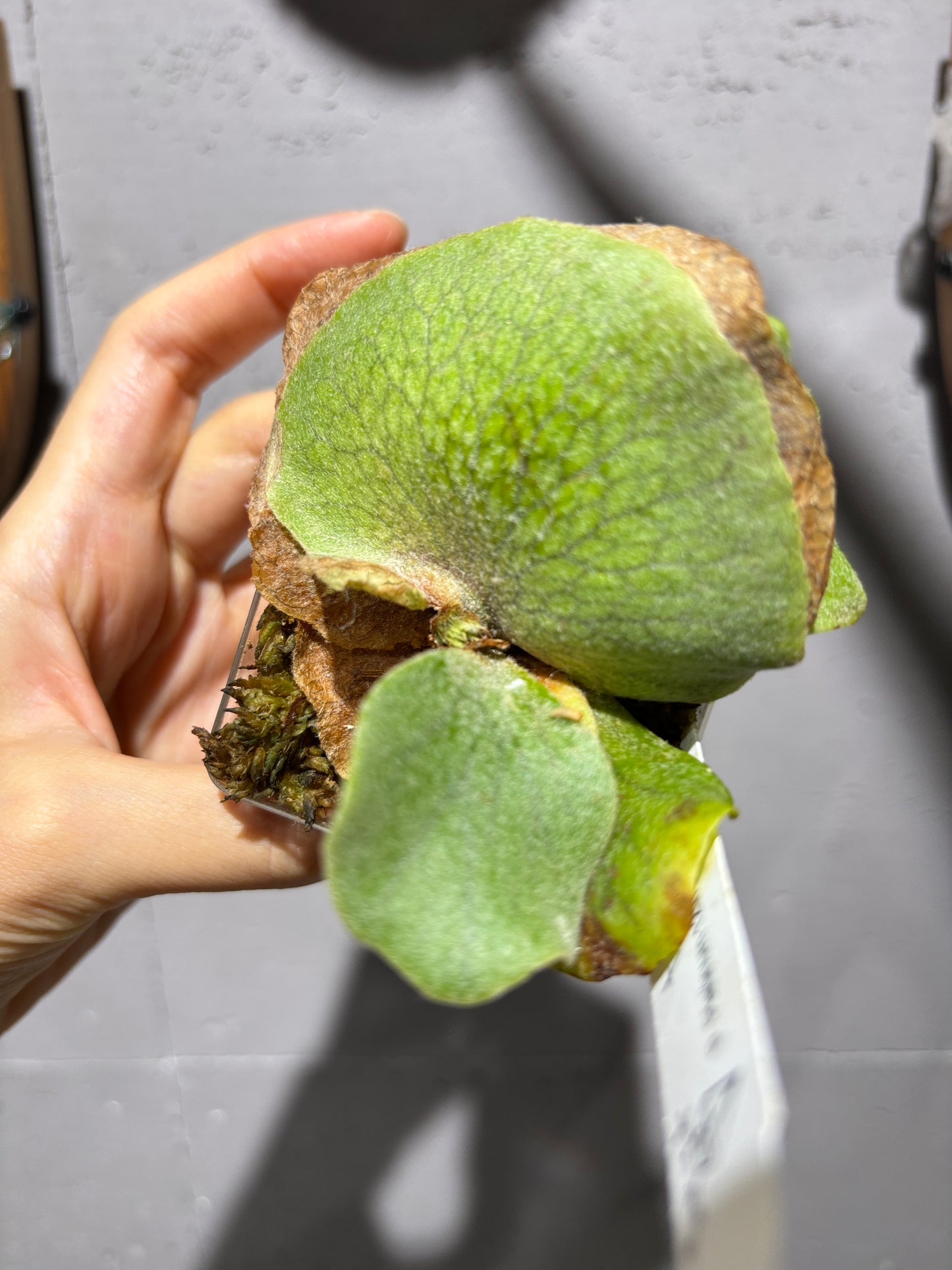 十二田孢子苗 P. Plantinum 12th oasis sporeling selected