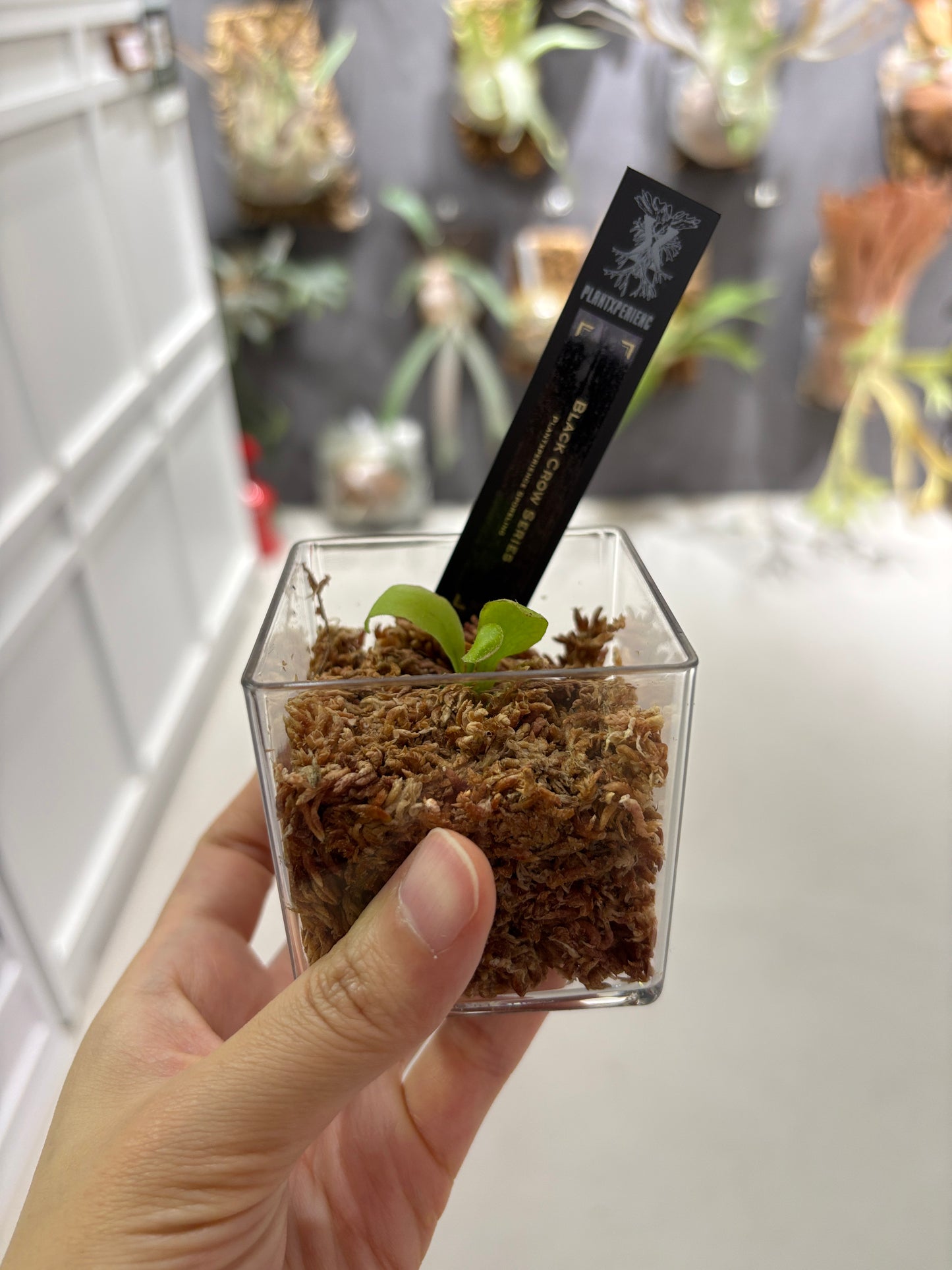 香港本土孢子苗 Black Crow Series Plantxperience Sporeling