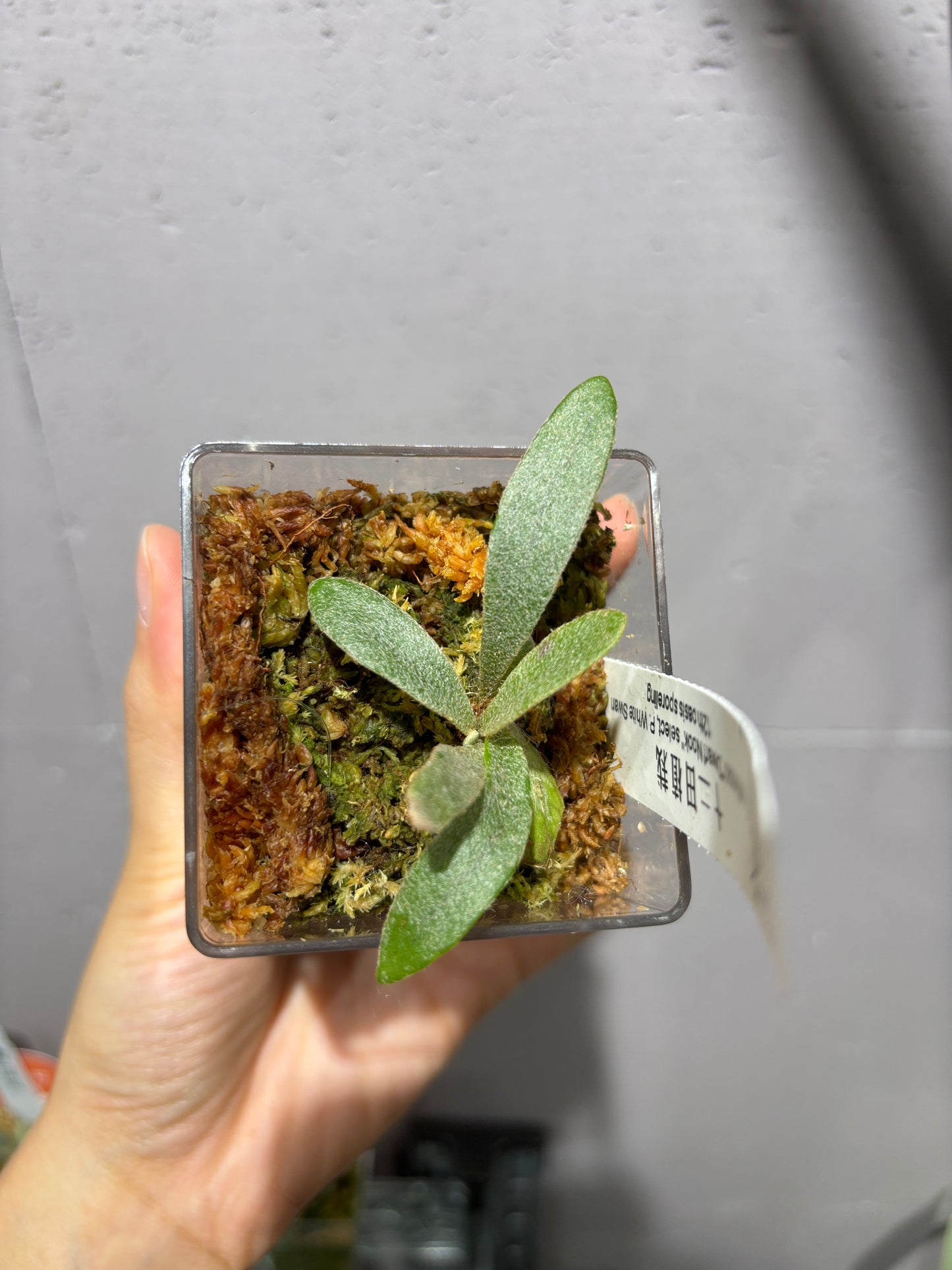 十二田孢子苗 P.willinckii “Dwarf Nook” select, P. White Swan 12th oasis sporeling