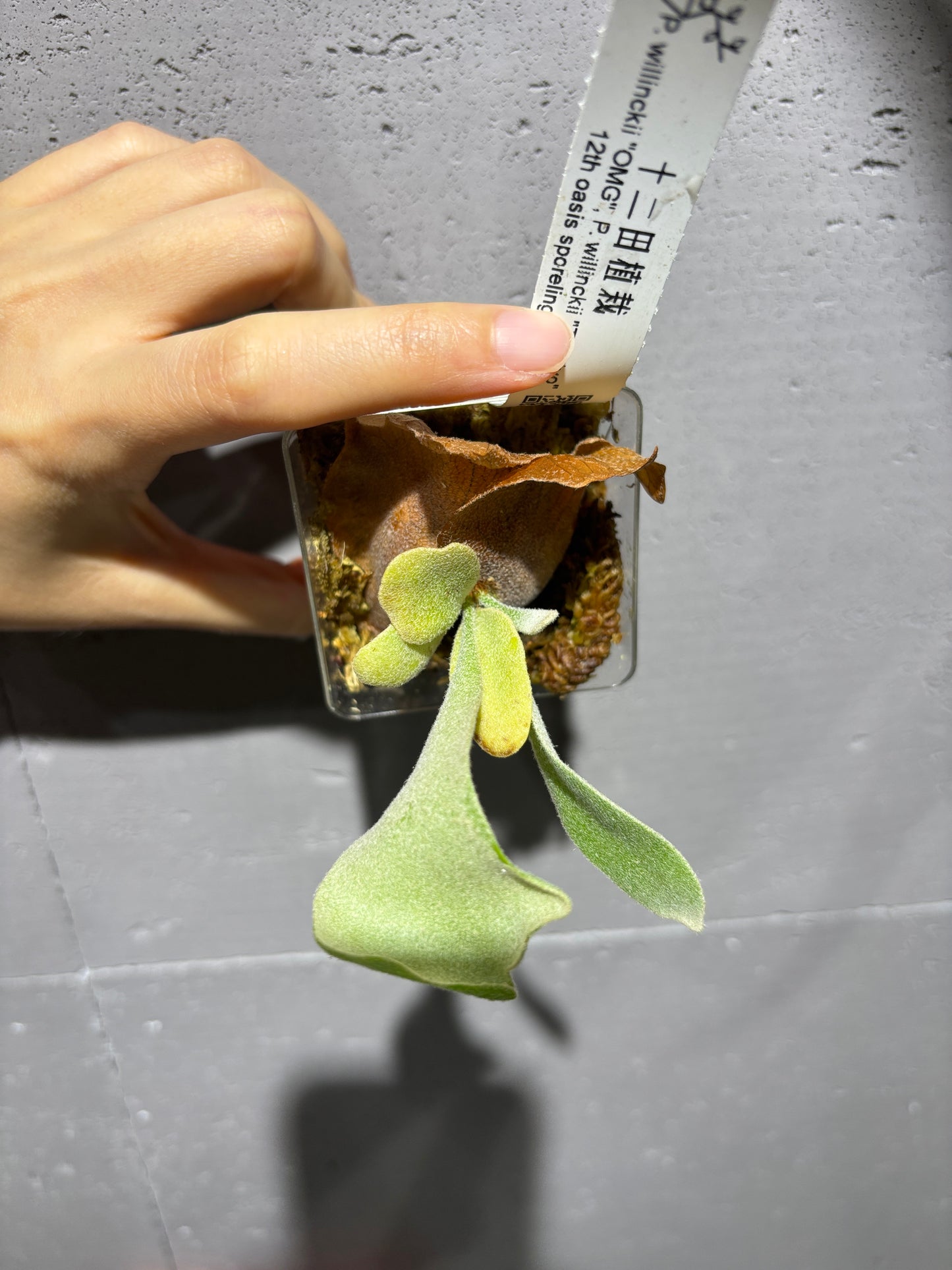 十二田孢子苗 P.willinckii “OMG”, P.willinckii “Tsukiyo” 12th oasis sporeling