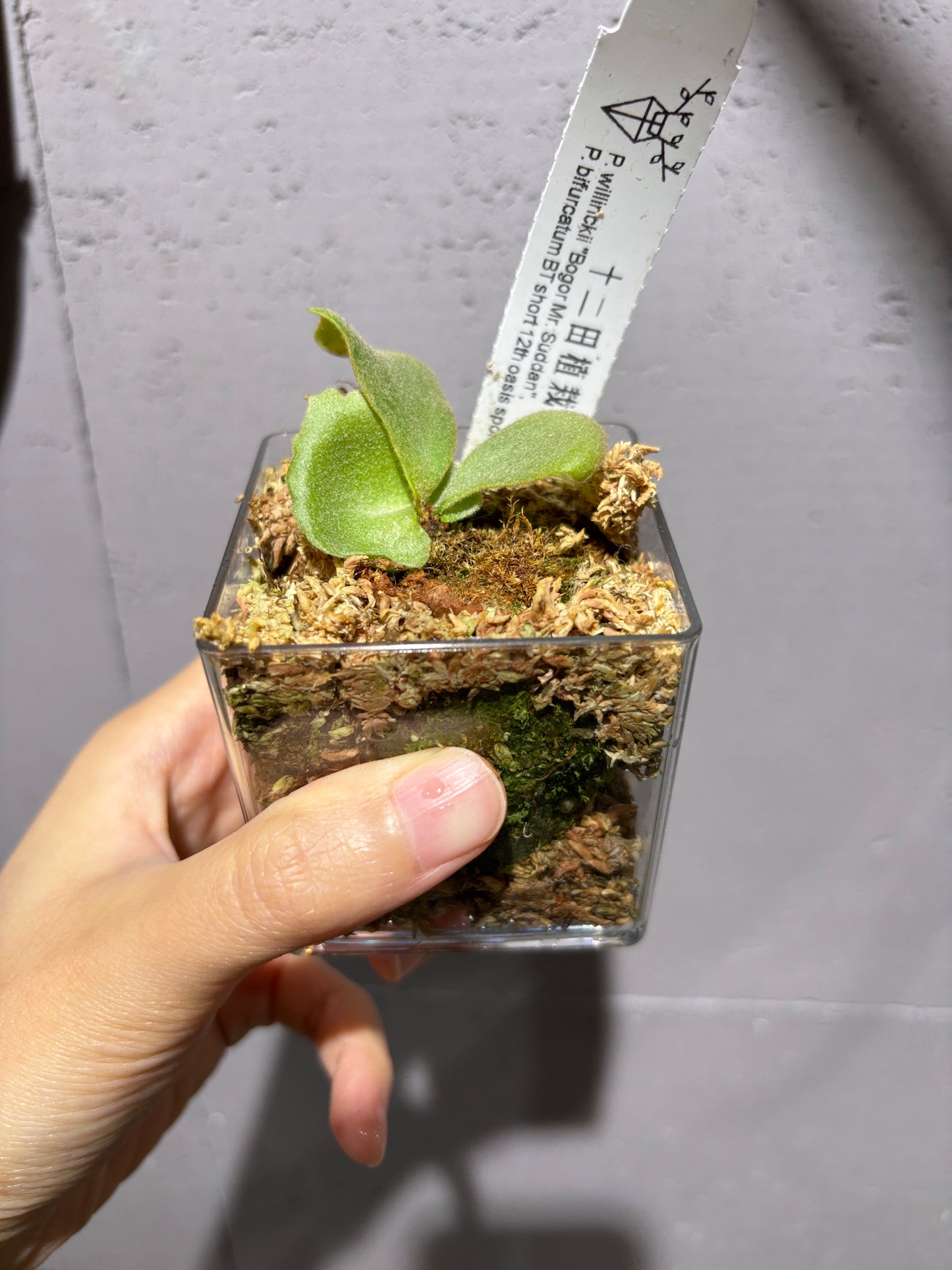 十二田孢子苗 P.willinckii “Bogor Mr. Suddan”, P.bifurcatum BT short 12th oasis sporeling