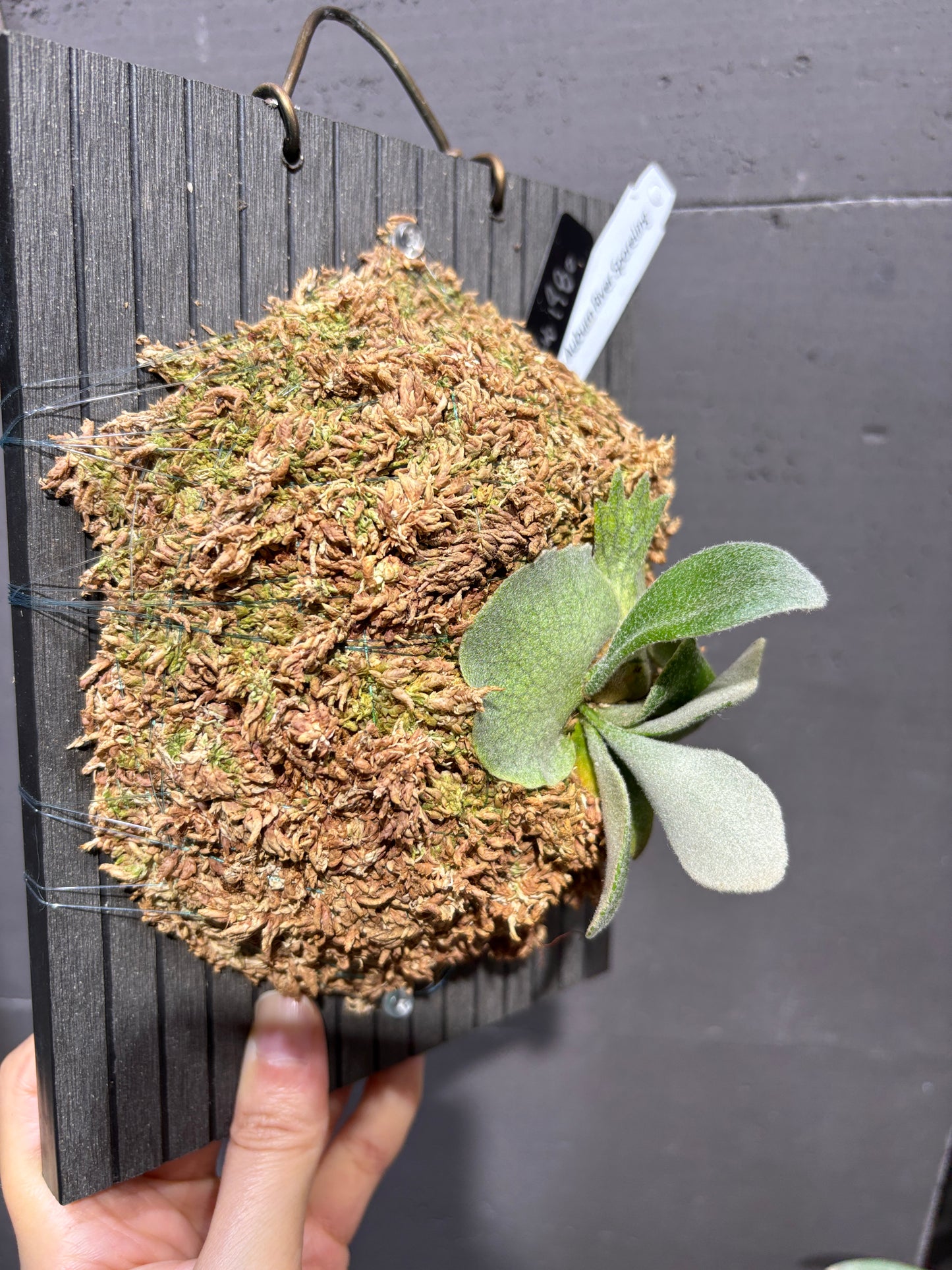 P. Veitchii cv. Auburn River sporeling