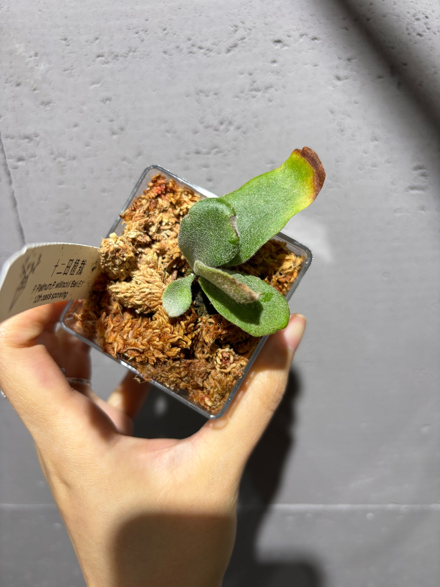 十二田孢子苗 P. Platinum, P.willinckii ‘Bali E1’ 12th oasis sporeling