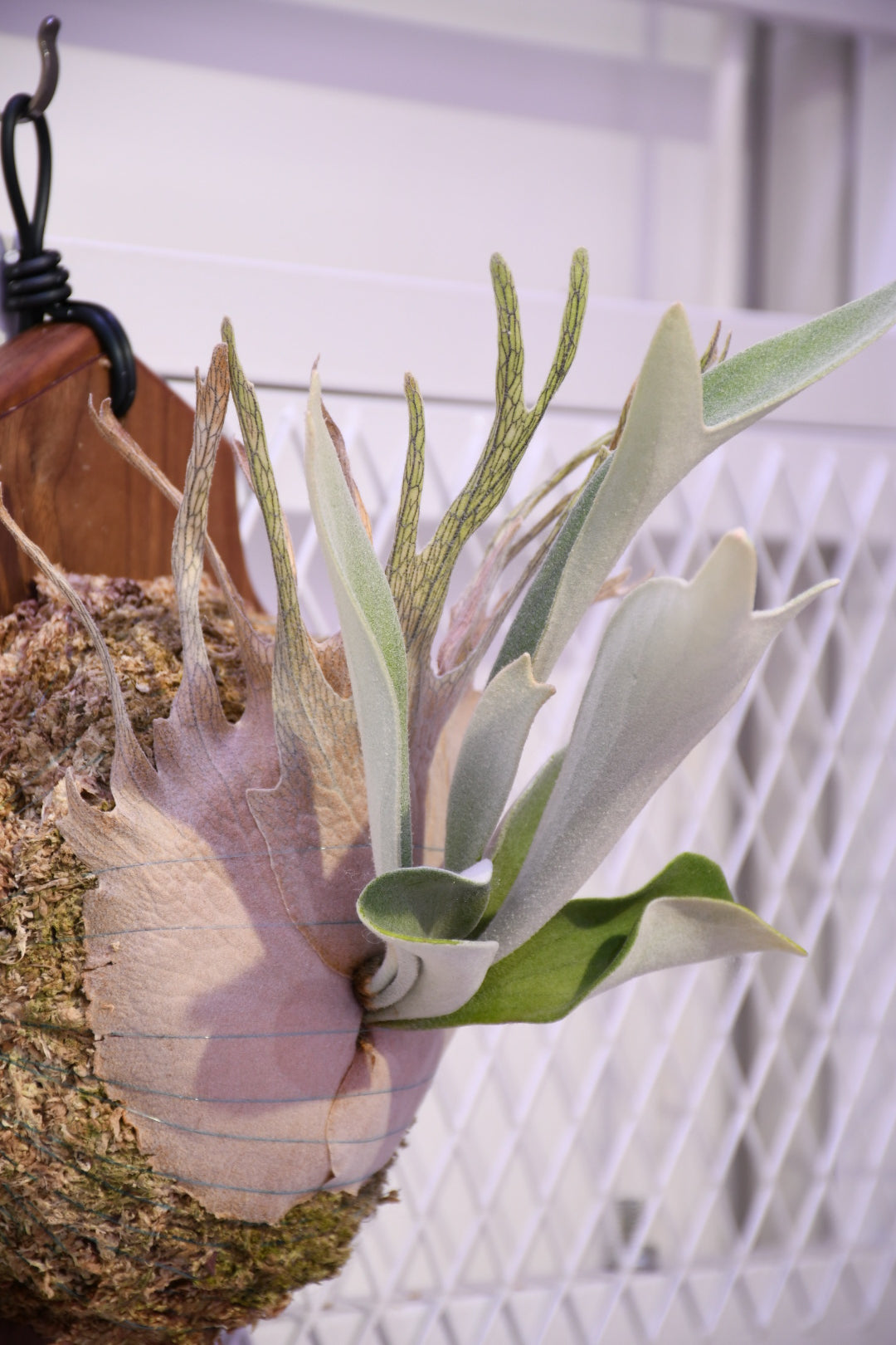 奧本河銀鹿鹿角蕨 P.Veitchii Auburn River Sporeling