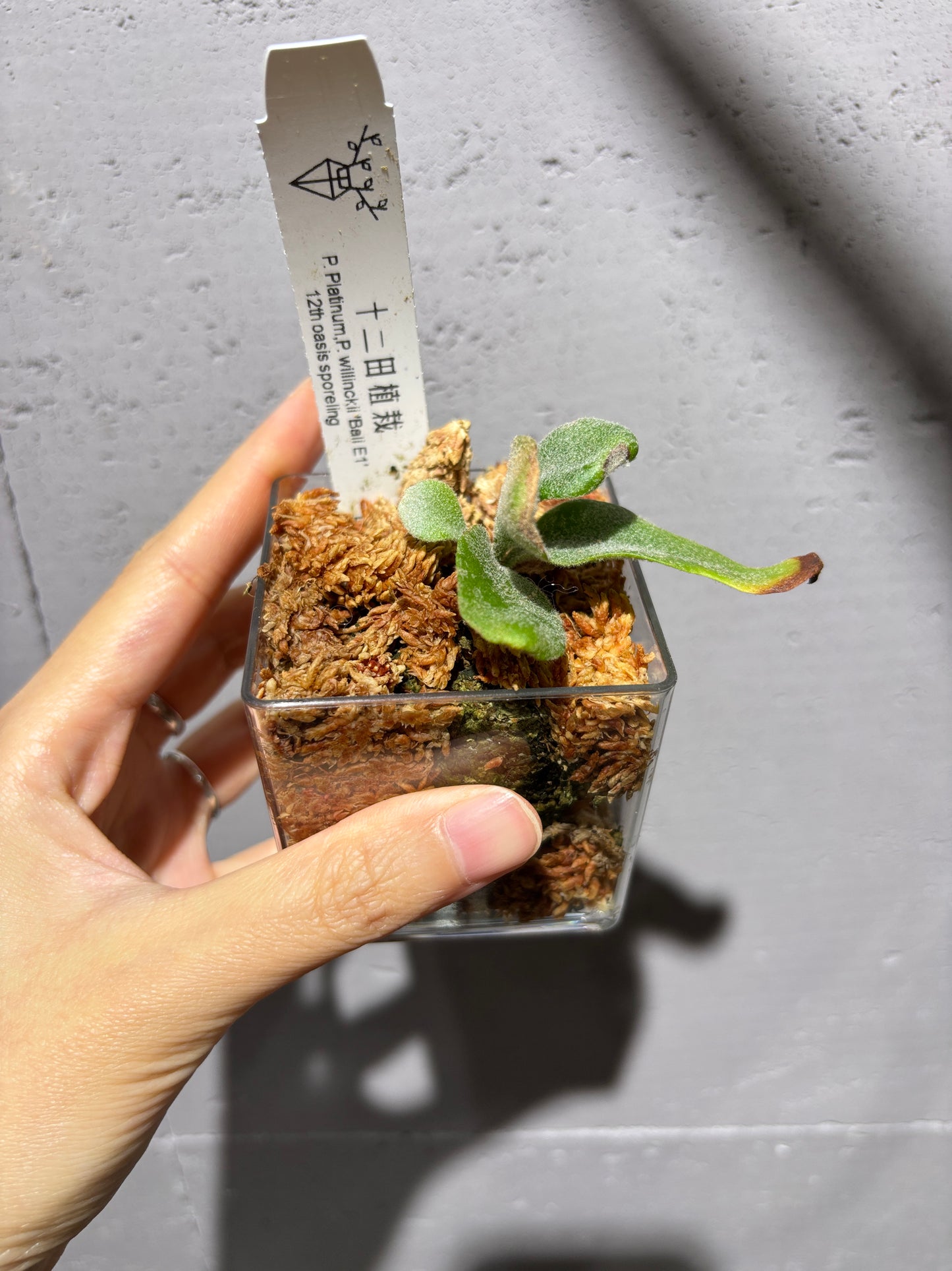 十二田孢子苗 P. Platinum, P.willinckii ‘Bali E1’ 12th oasis sporeling