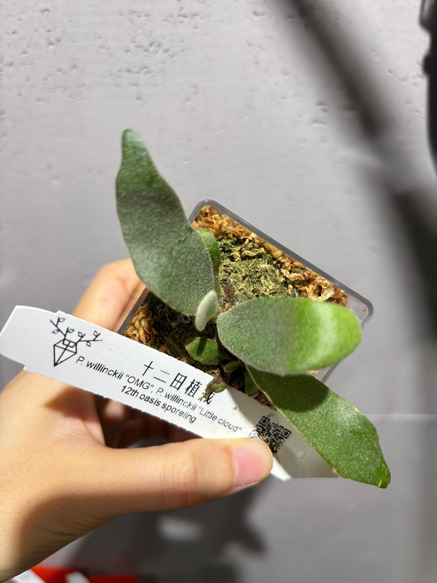 十二田孢子苗 P.willinckii “OMG”, P.willinckii “Little cloud” 12th oasis sporeling