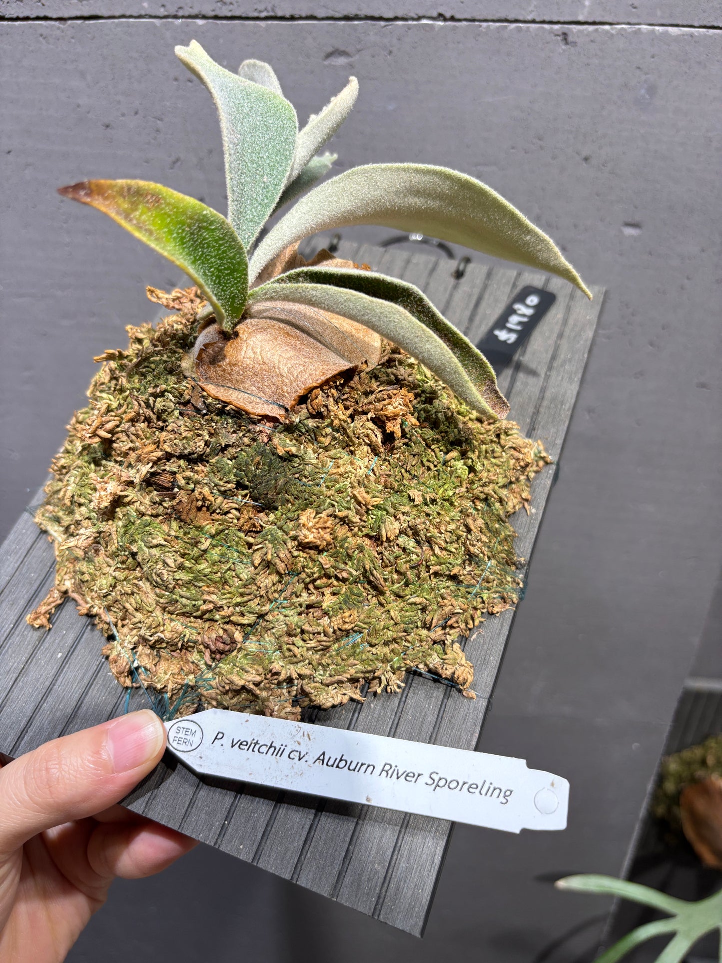 P. Veitchii cv. Auburn River sporeling