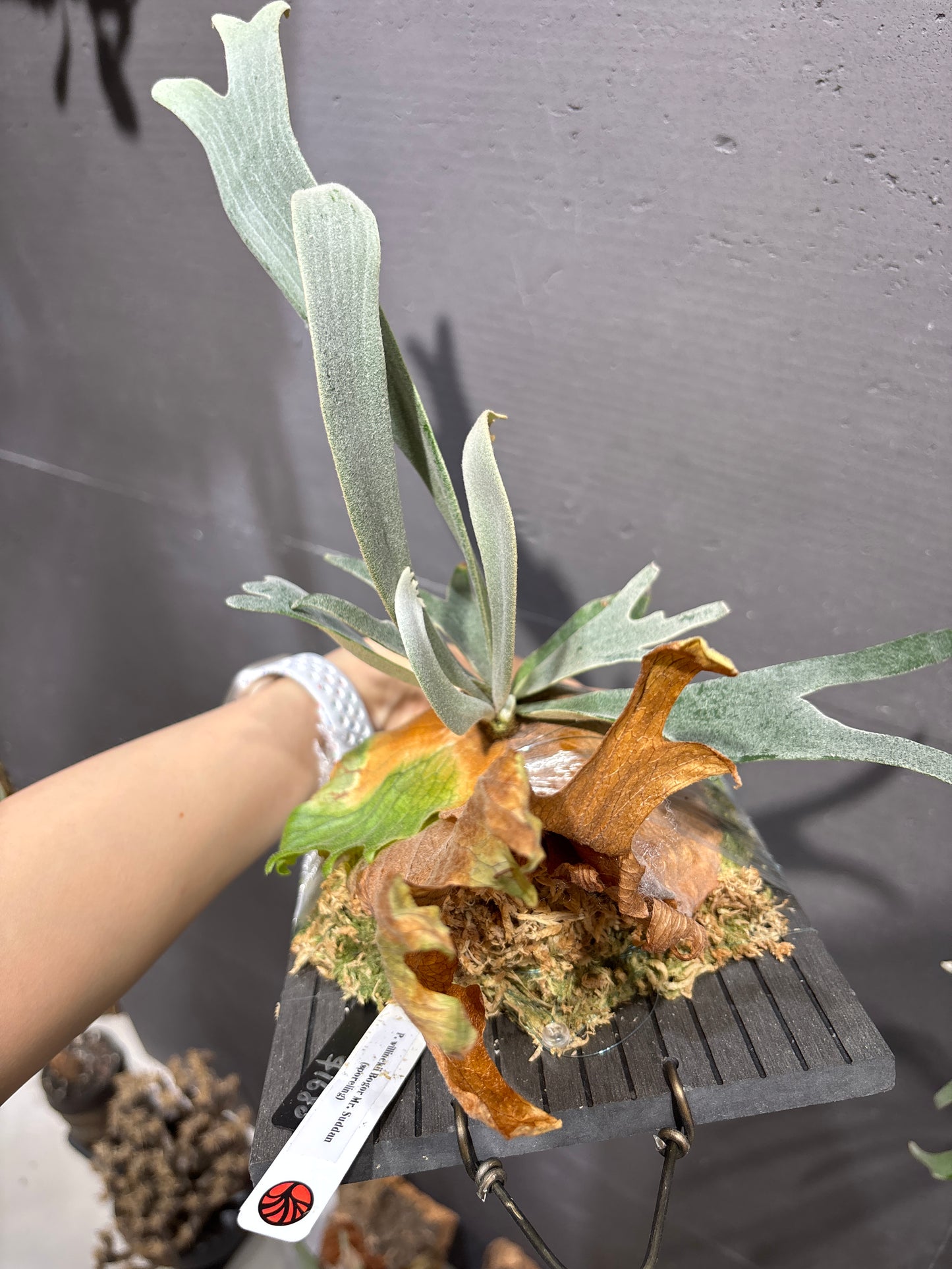 波哥蘇丹鹿角蕨 P. willinckii Bogor Mr. Suddan (sporeling)