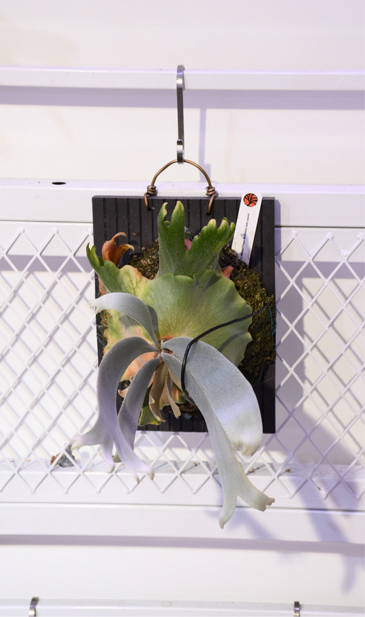 Celso Tatsuta x w. Borgor Mr.Suddan Sporeling (Nook)