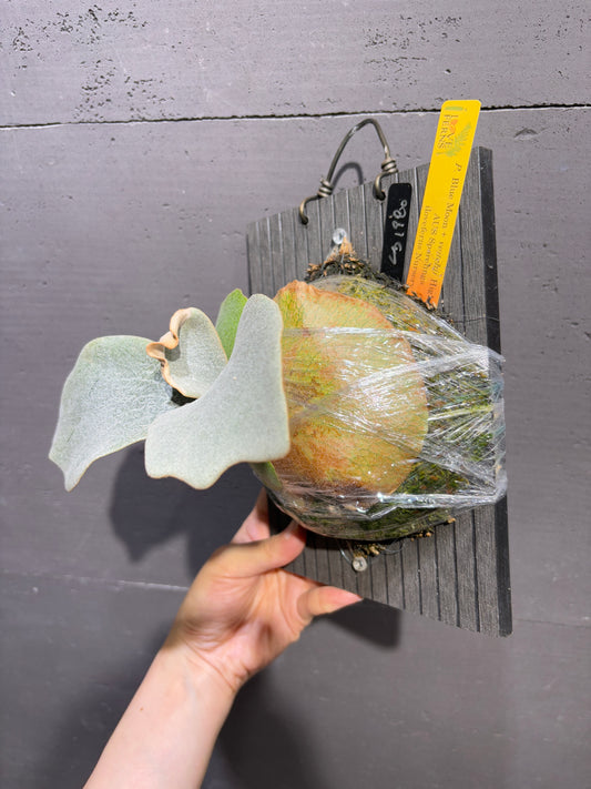 P. Blue Moon + veitchii Higher Finger AUS Sporeling