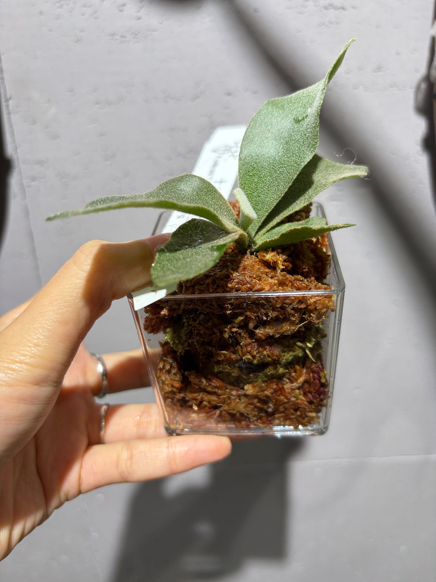 十二田孢子苗 P.willinckii “OMG”, P.willinckii “Little Cloud” 12th oasis sporeling