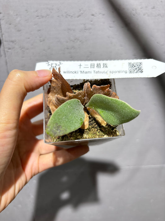 十二田孢子苗 P.willinckii ‘Miami Tatsuta’ sporeling