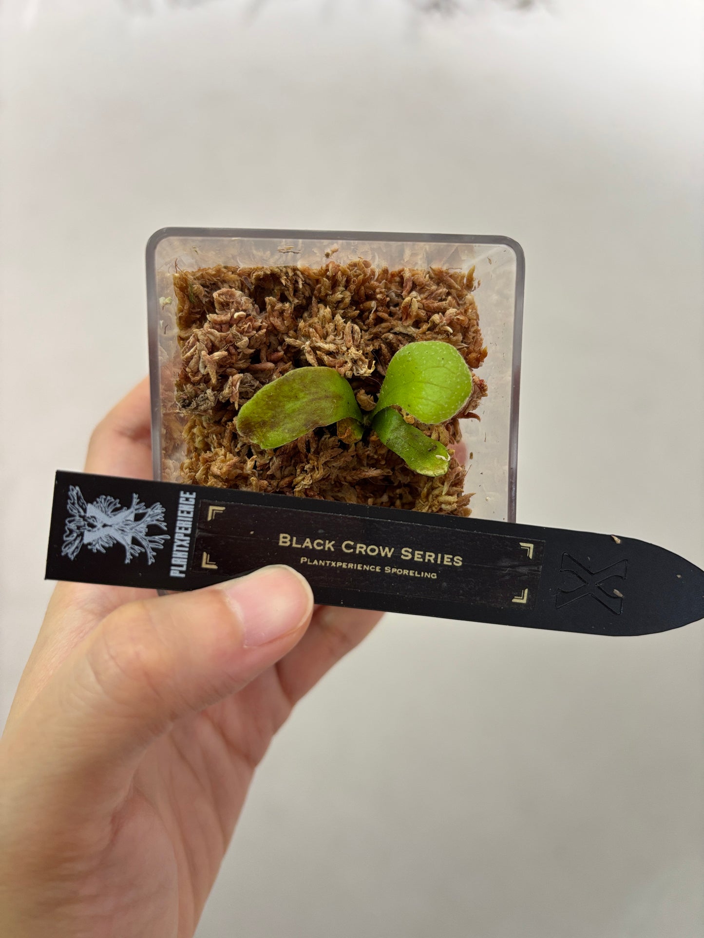 香港本土孢子苗 Black Crow Series Plantxperience Sporeling