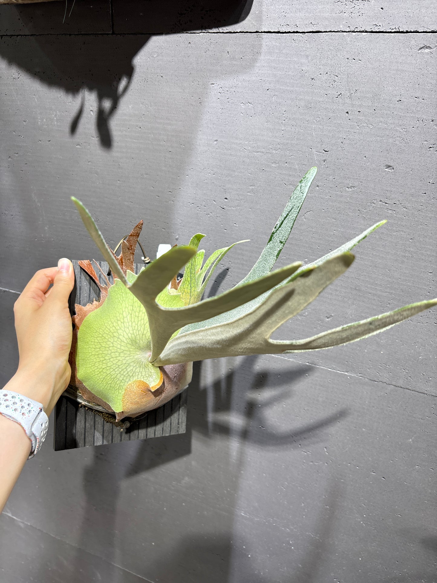 P. Pegasu x P. Pewchan 12th oasis sporeling