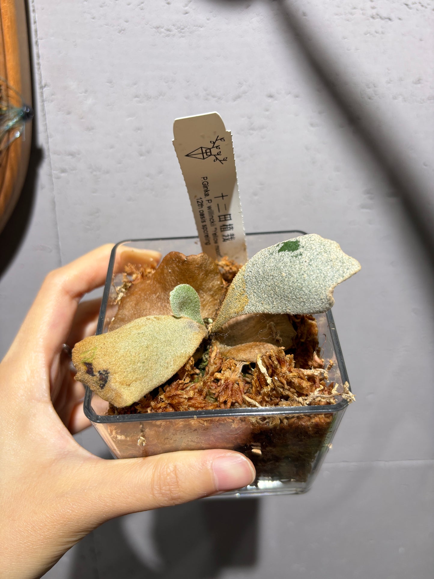 十二田孢子苗 P.Ginka, P.willinckii “Yellow moon” 12th oasis sporeling