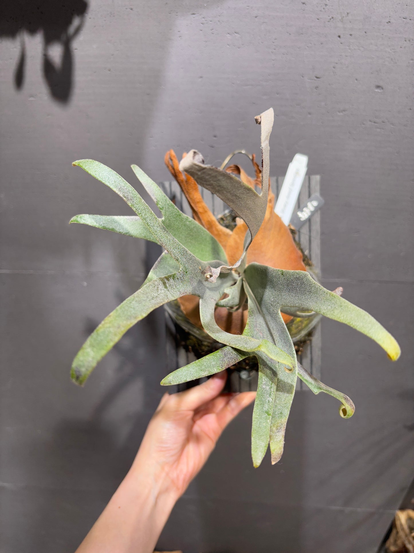 P. willinckii cv. Silvery dwarf Sporeling