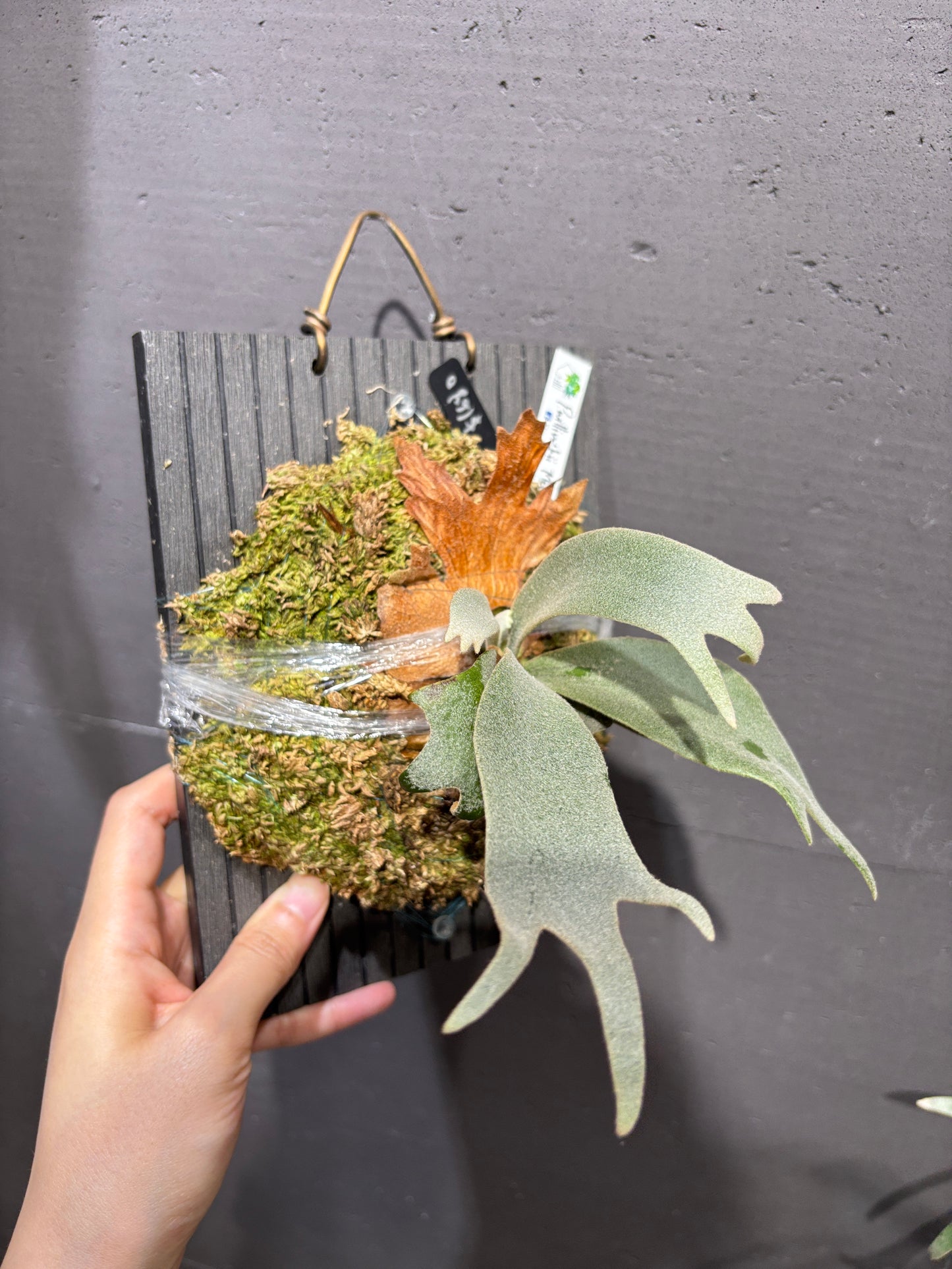 P. Willinckii Mix Spore (Aplus Wild Cat Select Epplay)