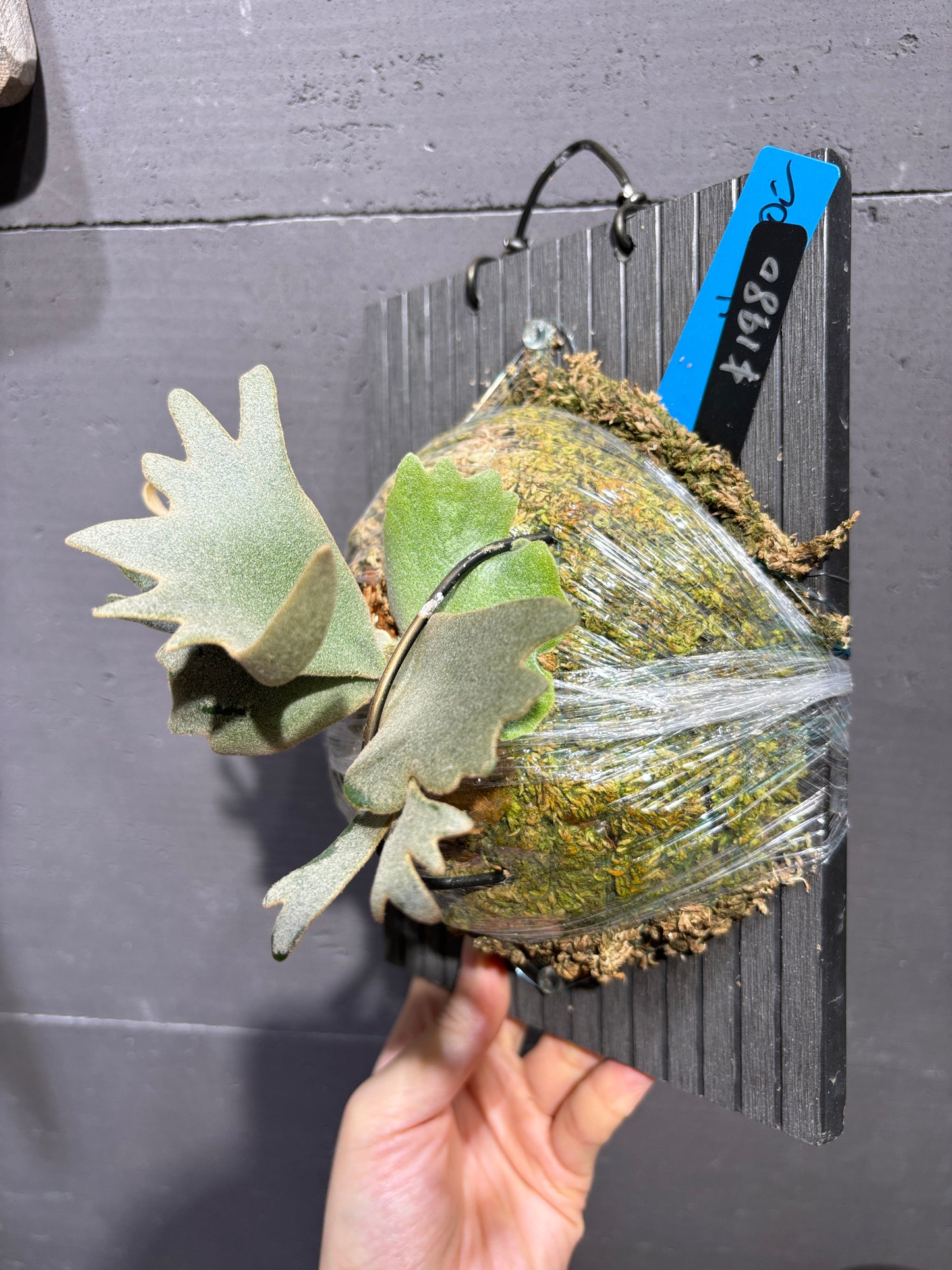 P.willinckii Nano sporeling