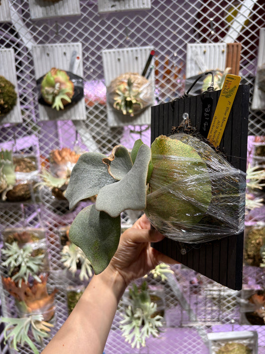 P. Blue Moon x veitchii High Finger AUS Sporelings