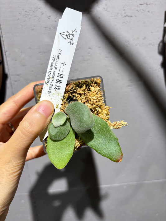 十二田孢子苗 P. Platinum, P.willinckii “Bali E1”